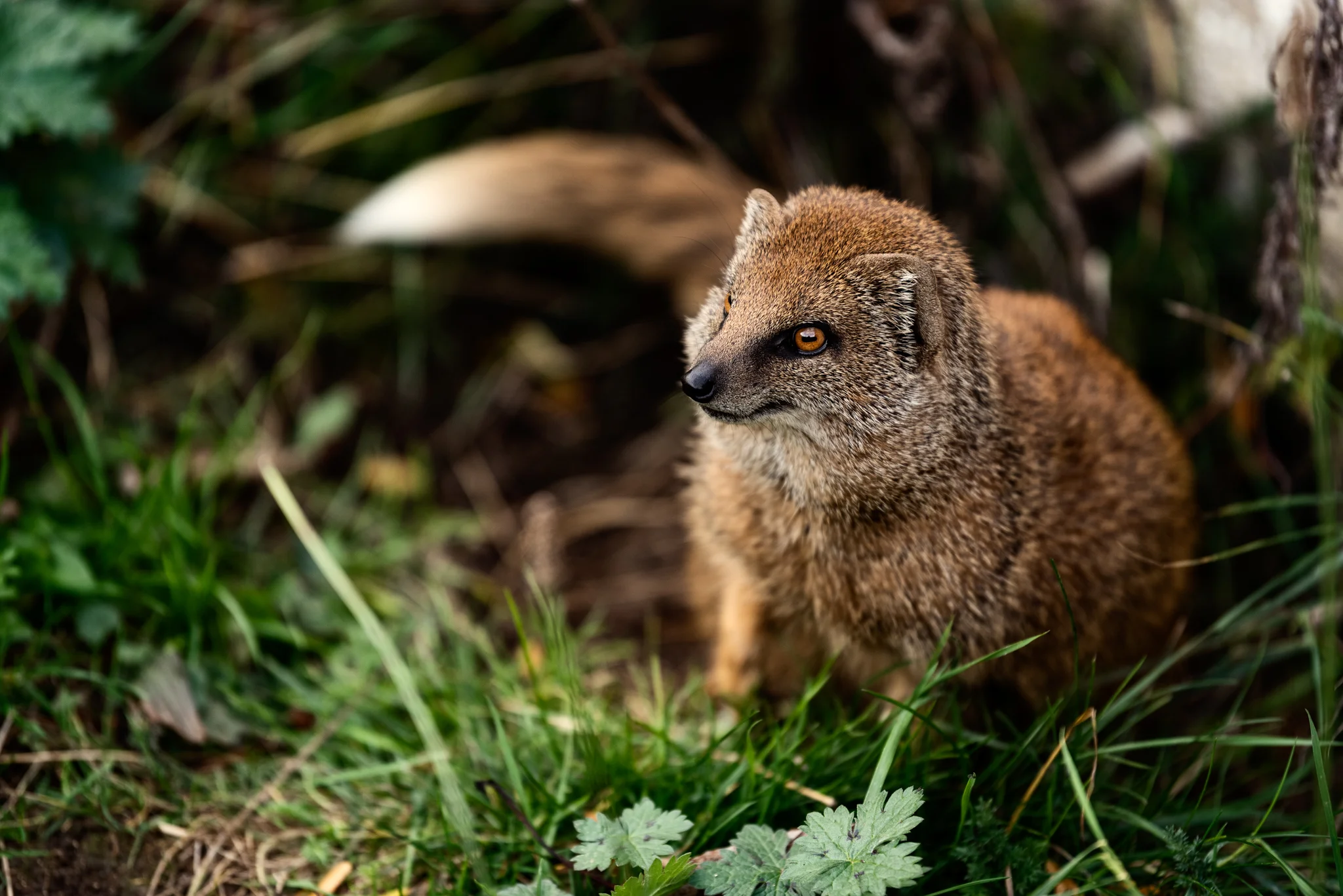 Cotswold Wildlife-29.jpg