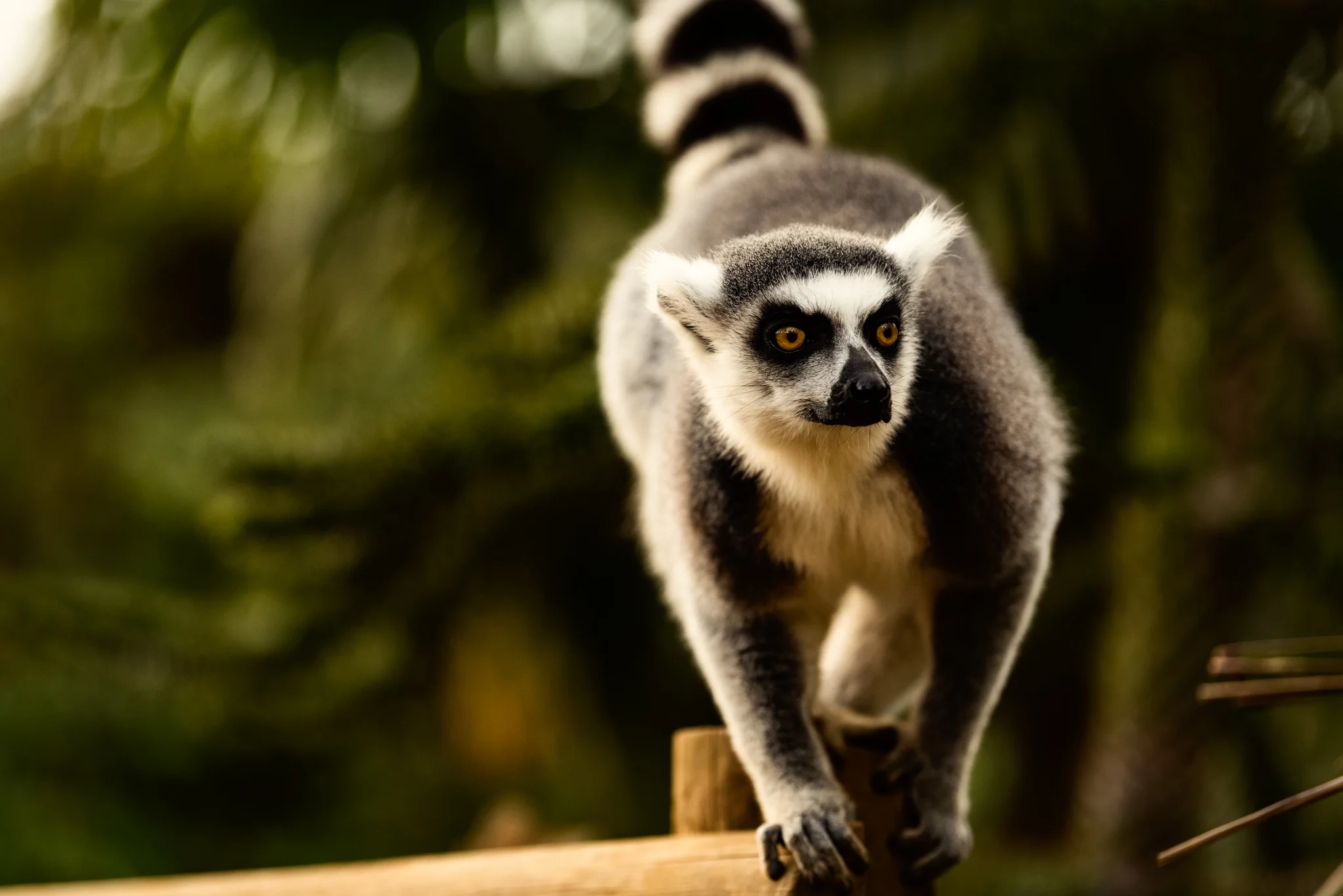 Cotswold Wildlife-32.jpg