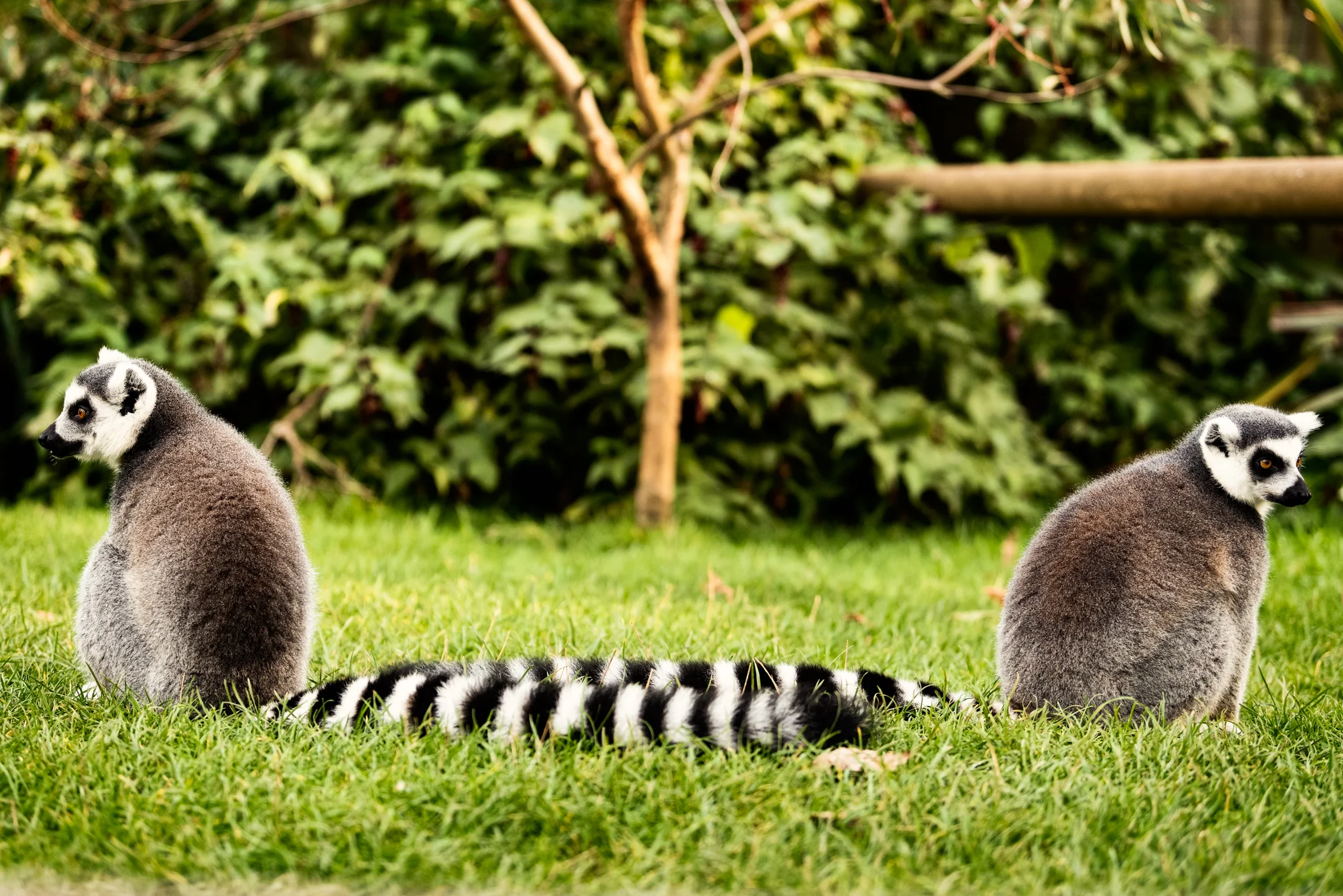 Cotswold Wildlife-33.jpg