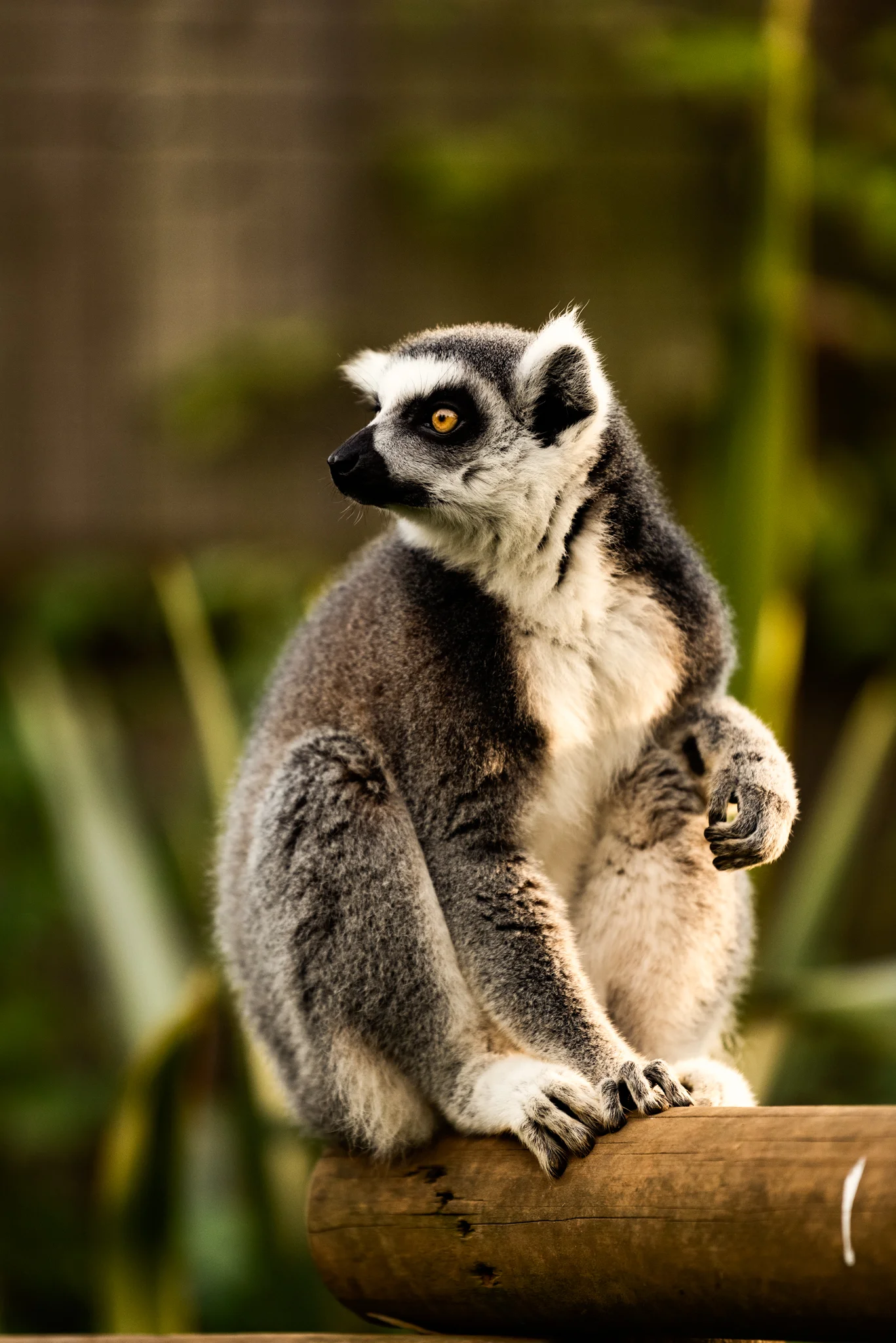 Cotswold Wildlife-34.jpg