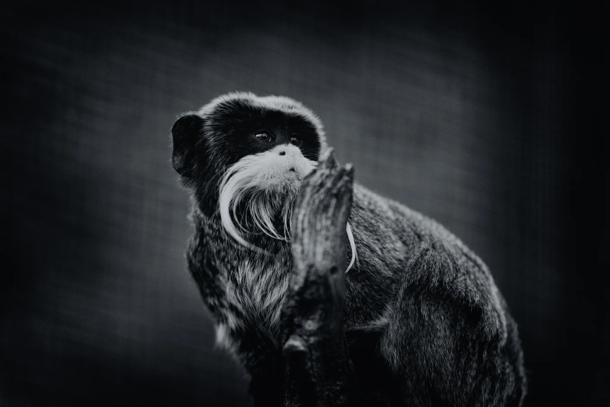 Cotswold Wildlife-35.jpg