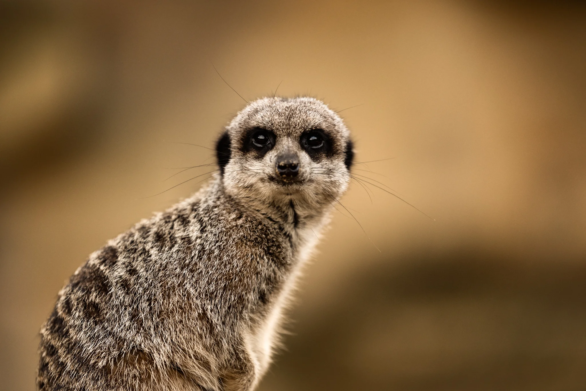 Cotswold Wildlife-36.jpg