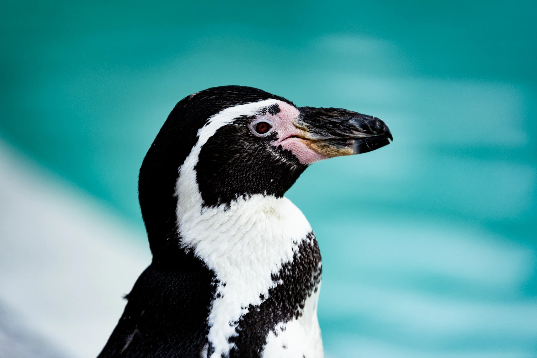 Penguin Portrait-1.jpg