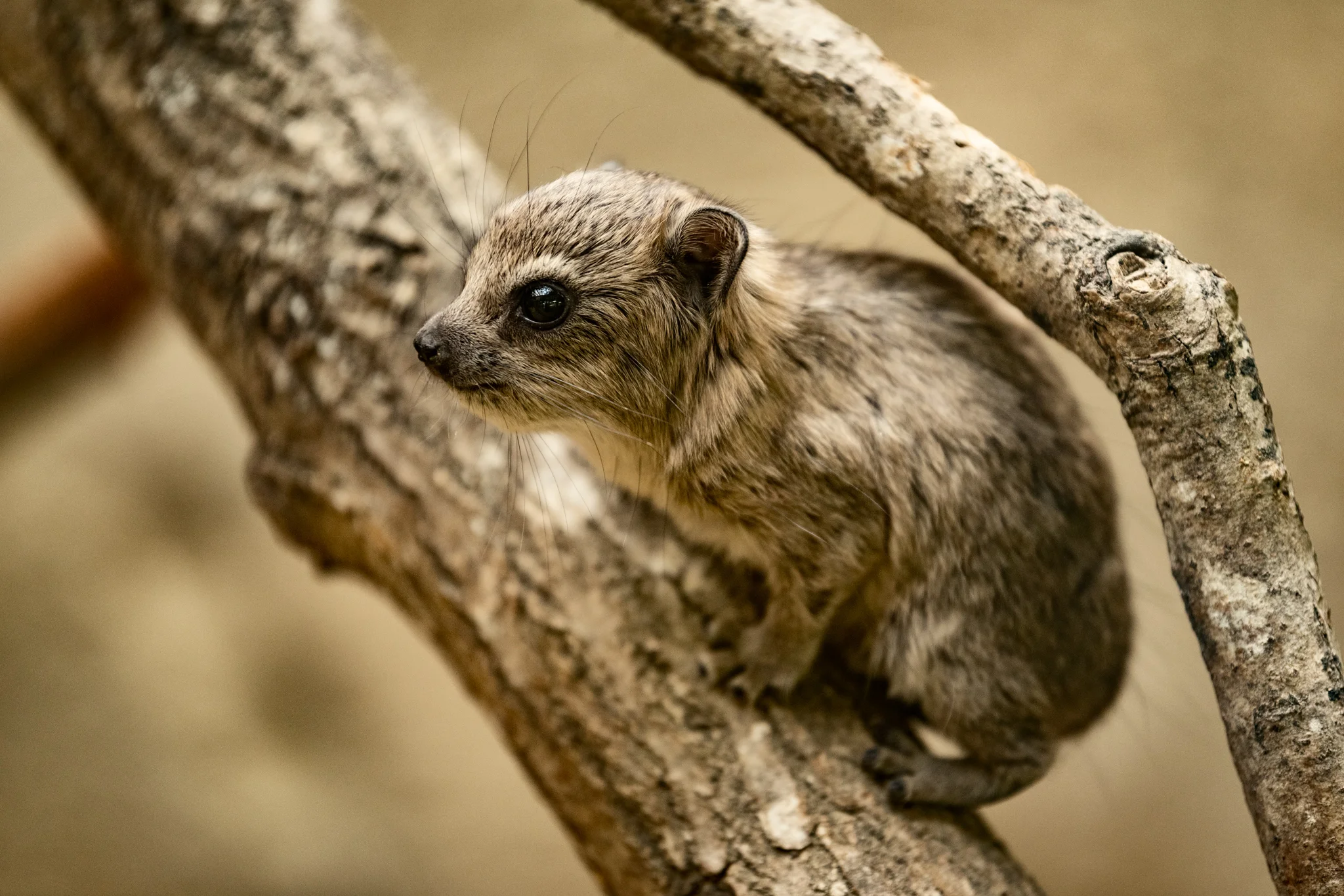 Cotswold Wildlife Park.jpg