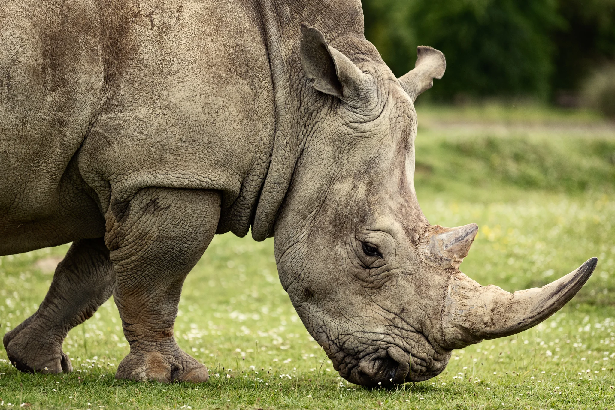 Cotswold Wildlife Park-2.jpg