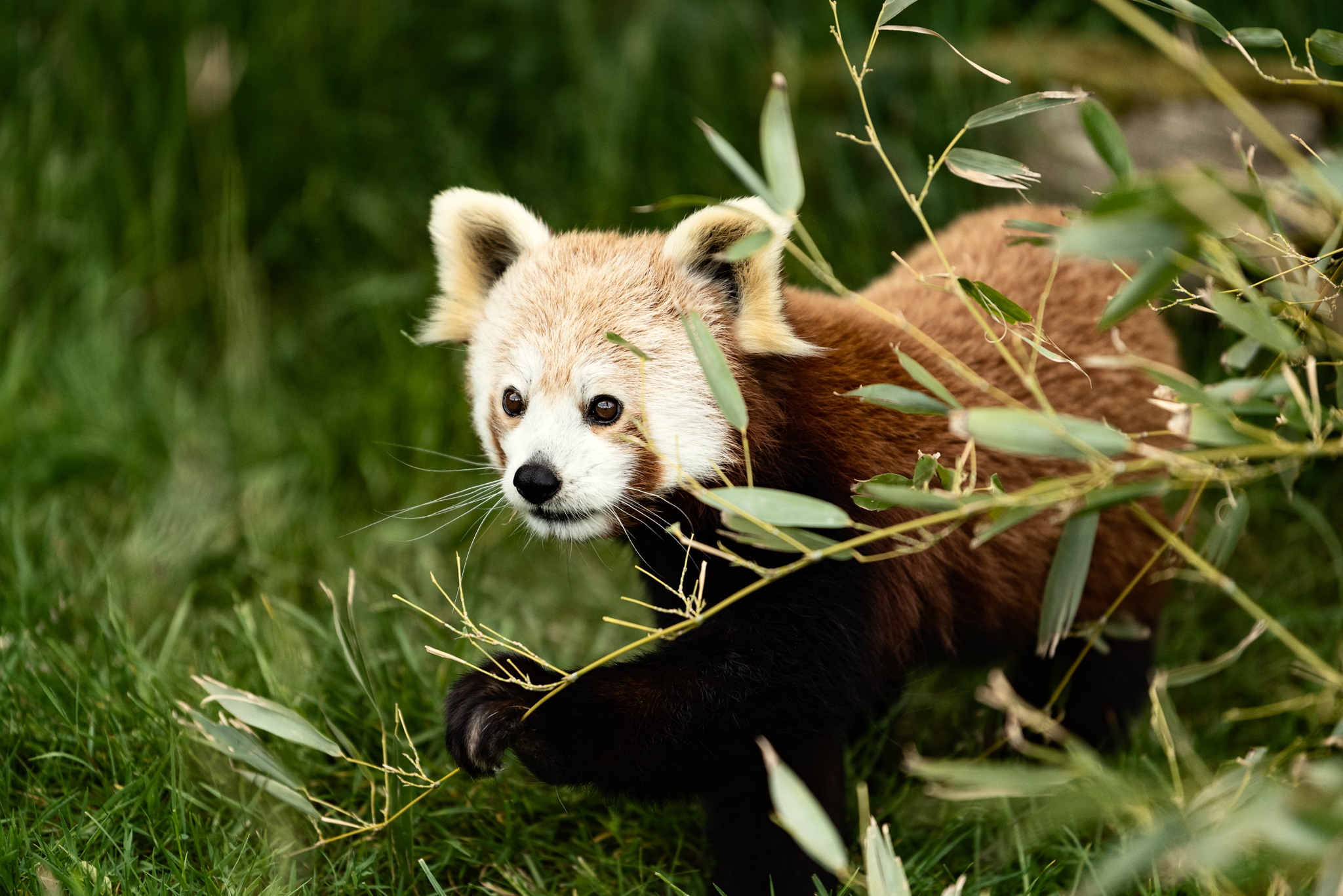 Cotswold Wildlife Park-3.jpg