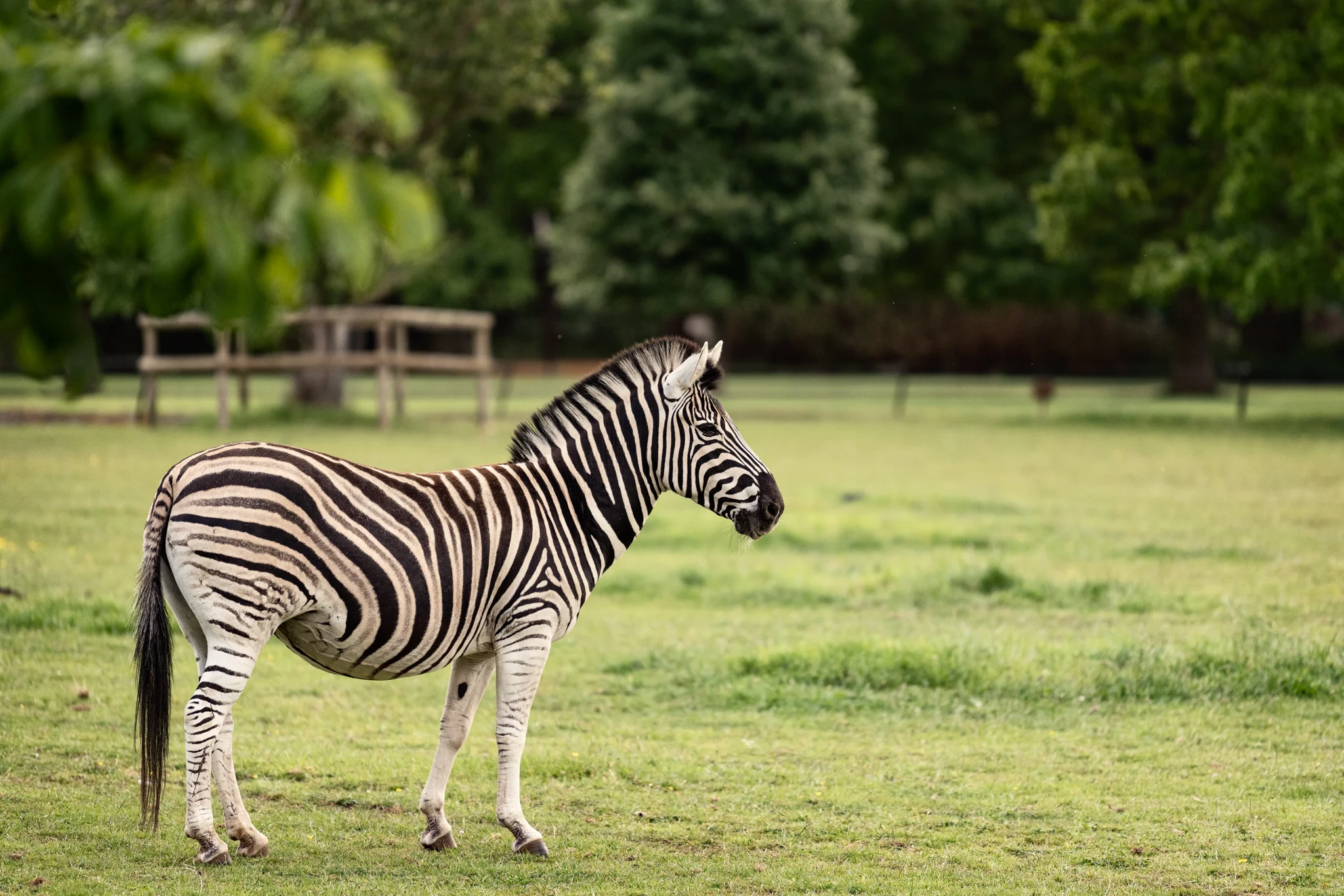 Cotswold Wildlife Park-4.jpg