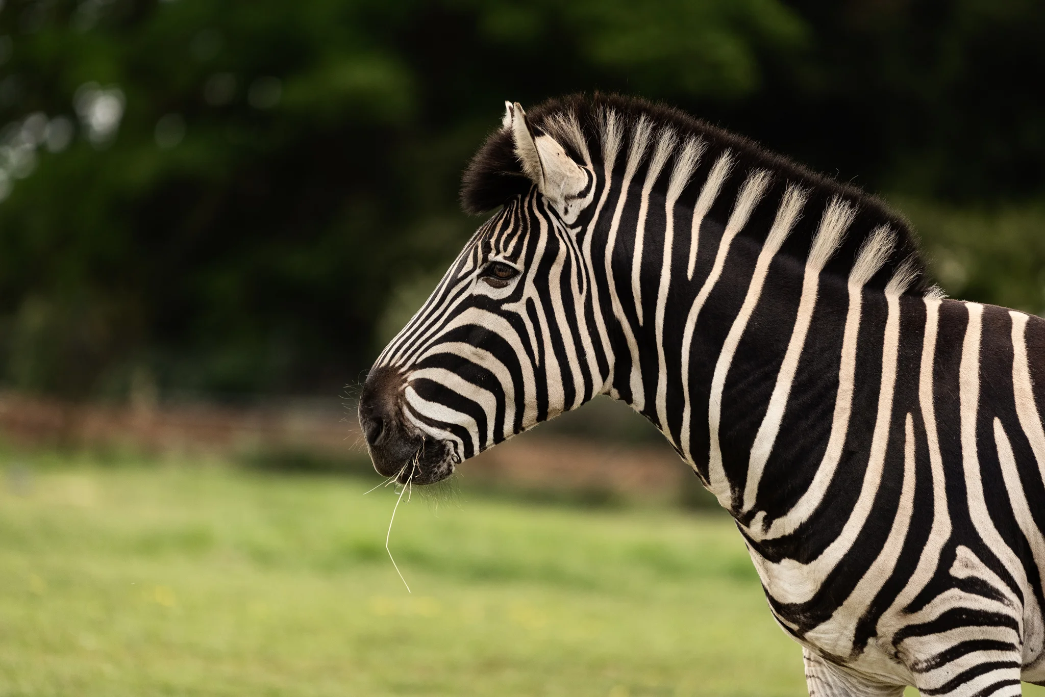 Cotswold Wildlife Park-5.jpg