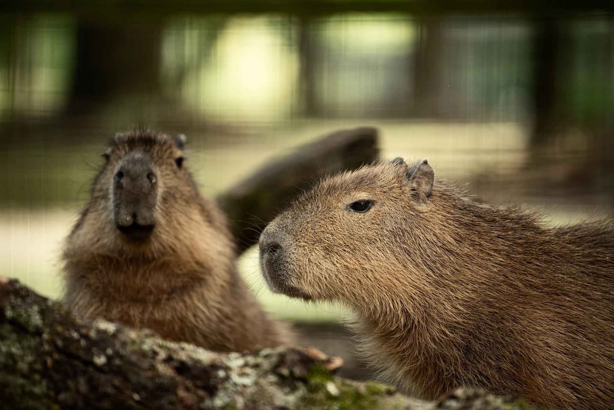 Cotswold Wildlife Park-7.jpg
