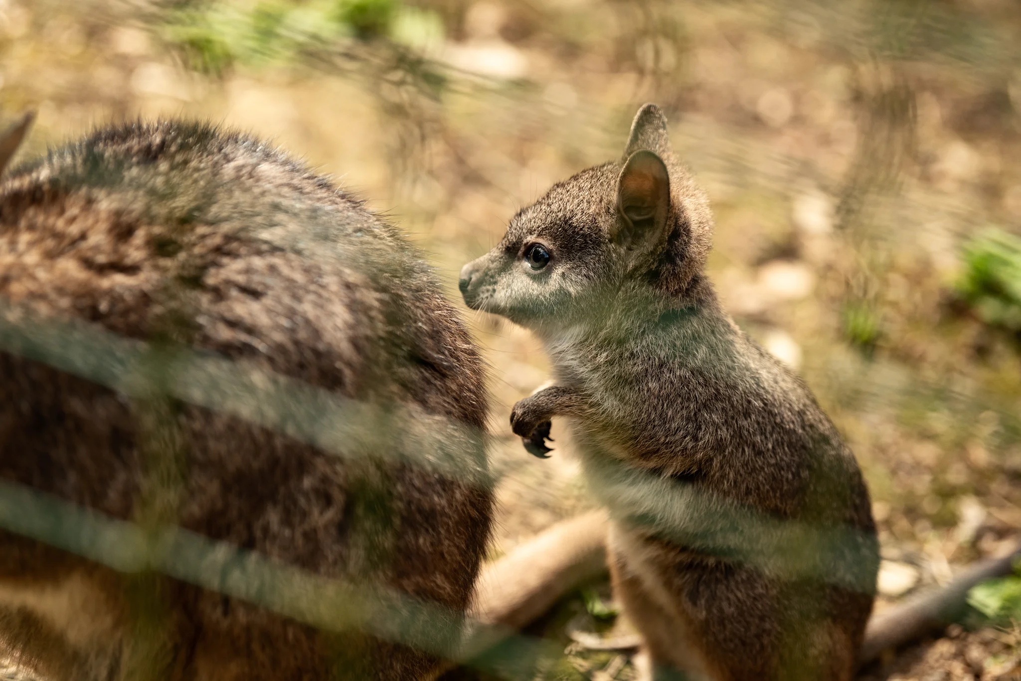 Cotswold Wildlife Park-8.jpg
