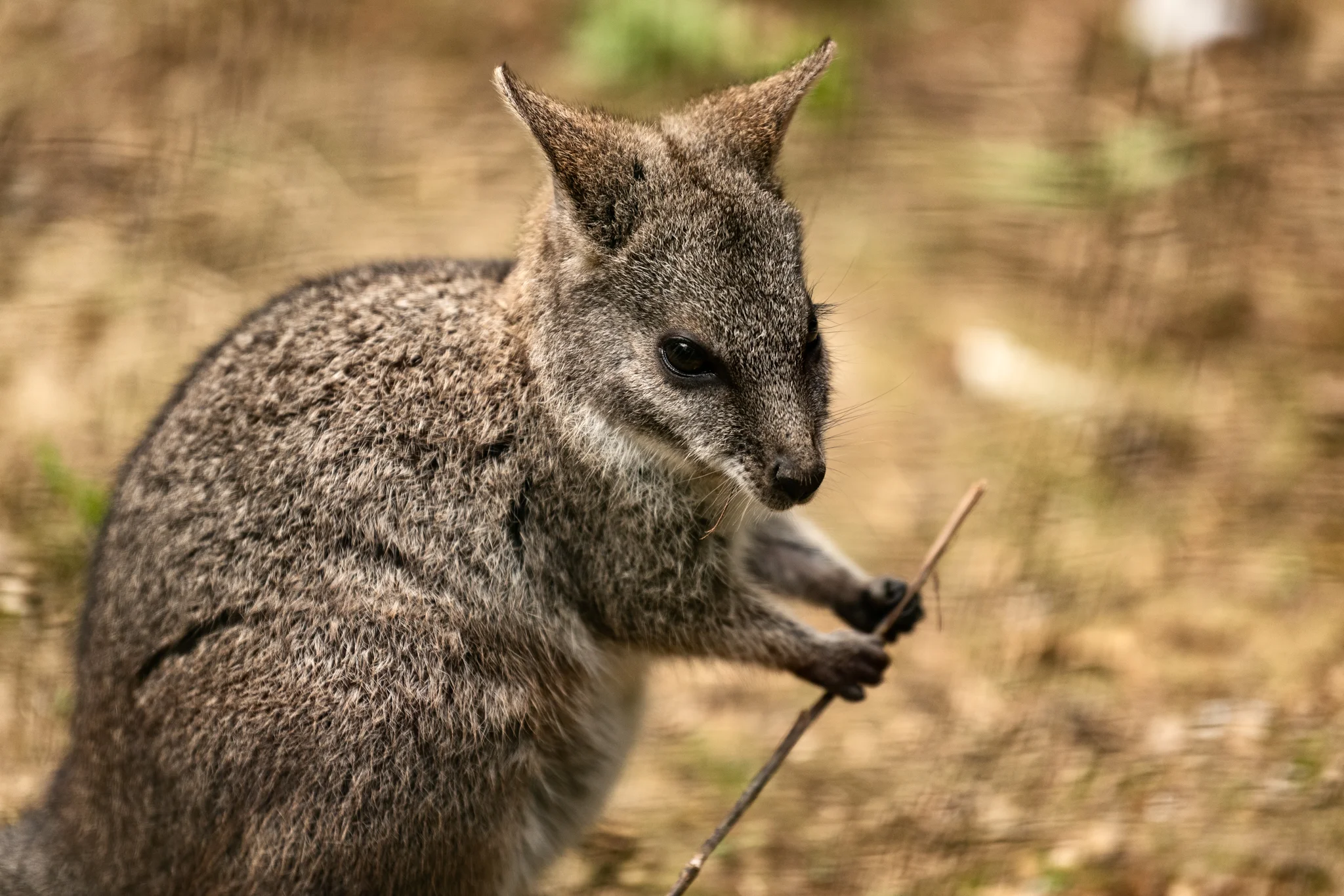 Cotswold Wildlife Park-9.jpg