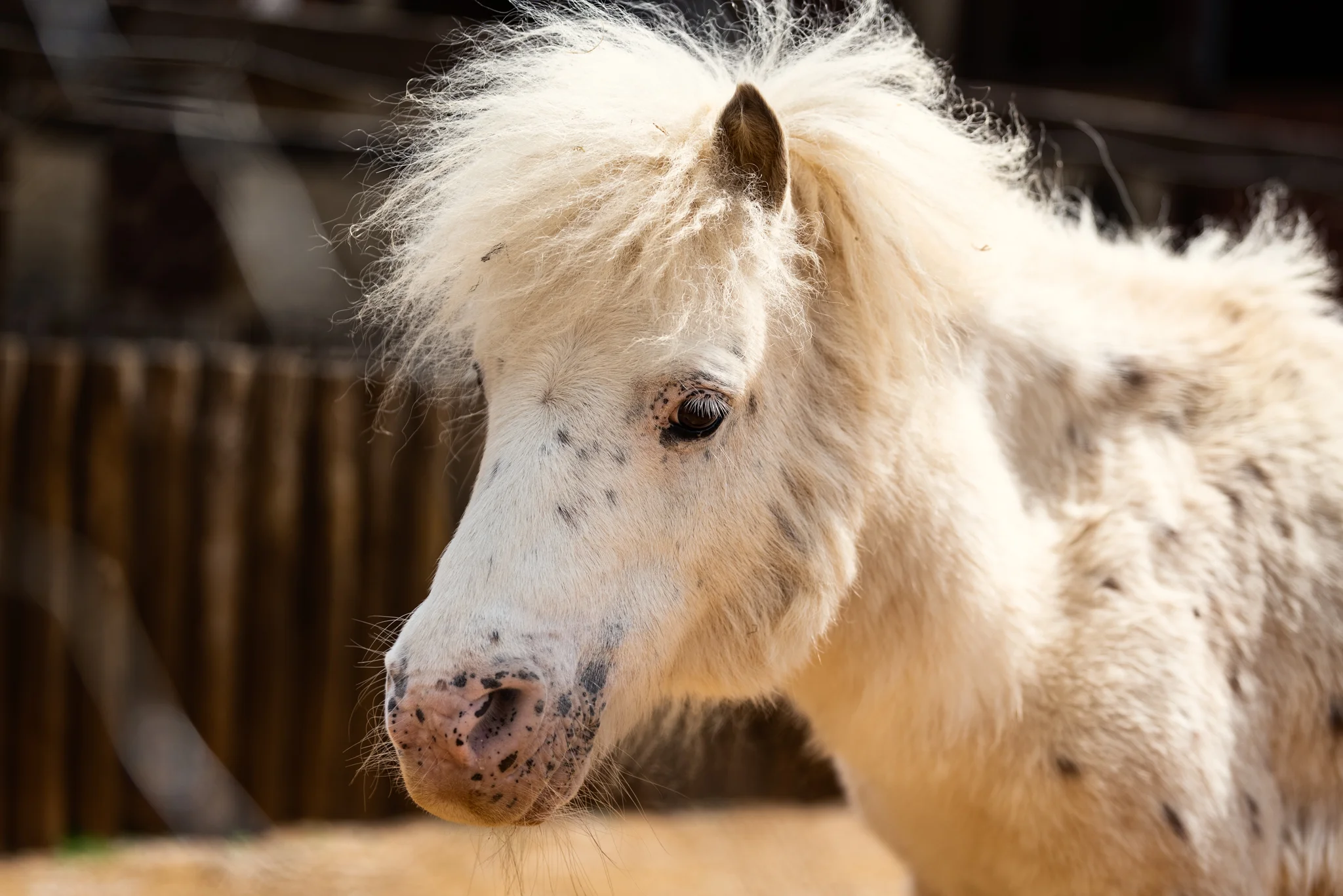 Cotswold Wildlife Park-10.jpg