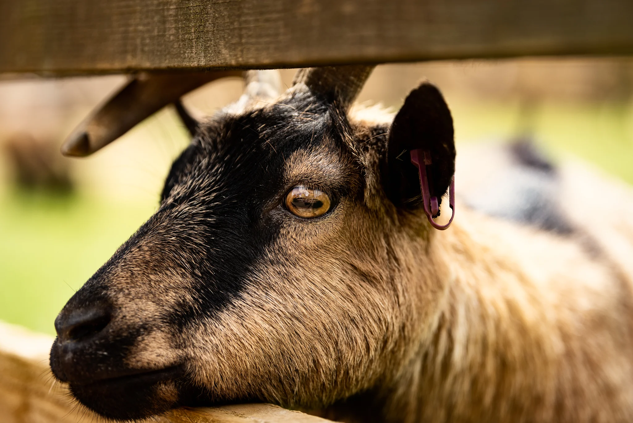 Cotswold Wildlife Park-11.jpg