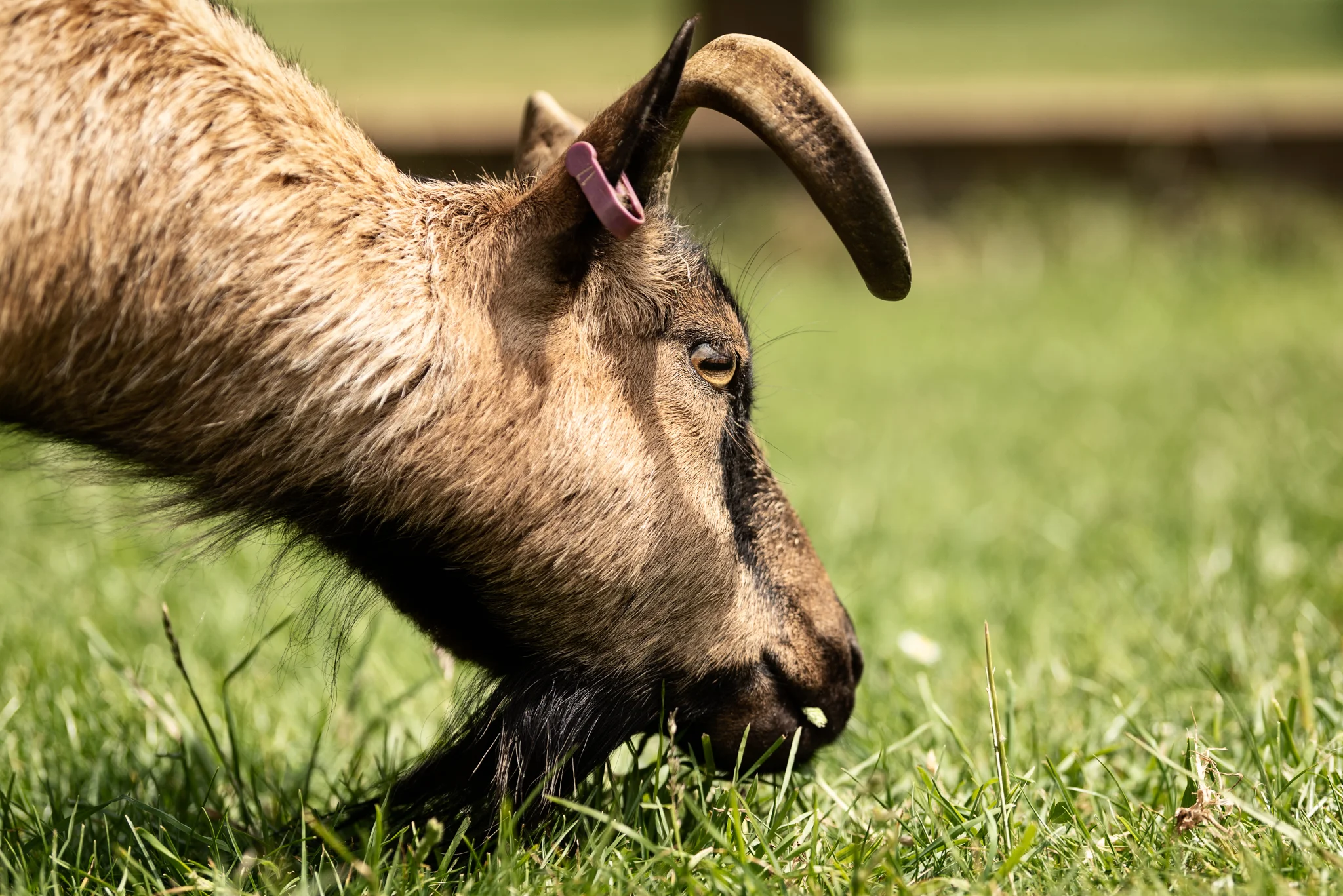 Cotswold Wildlife Park-12.jpg