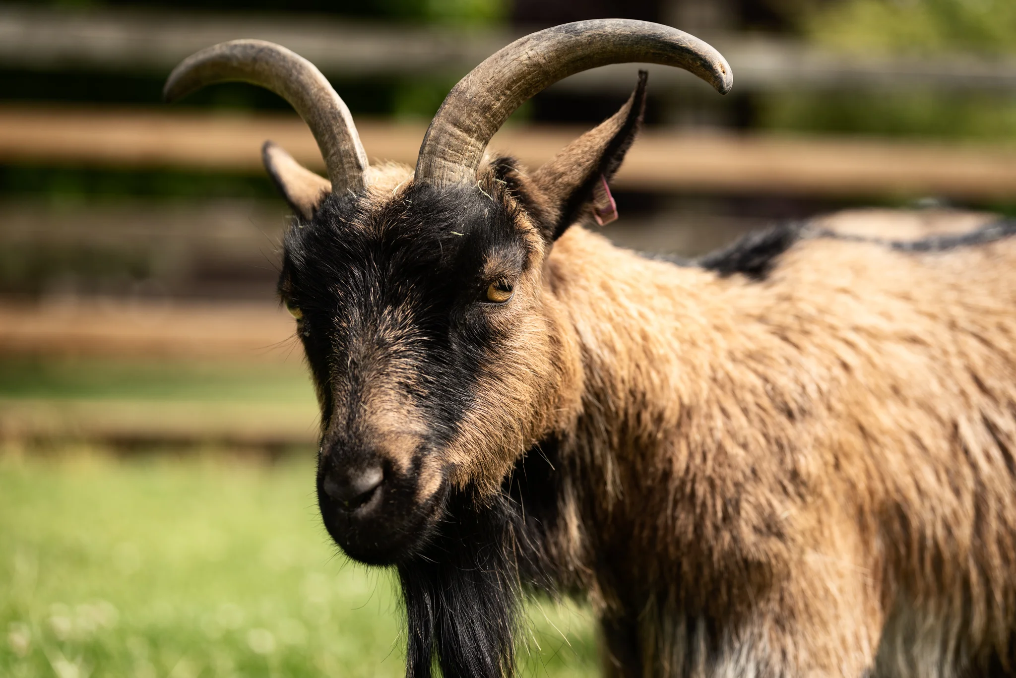 Cotswold Wildlife Park-13.jpg