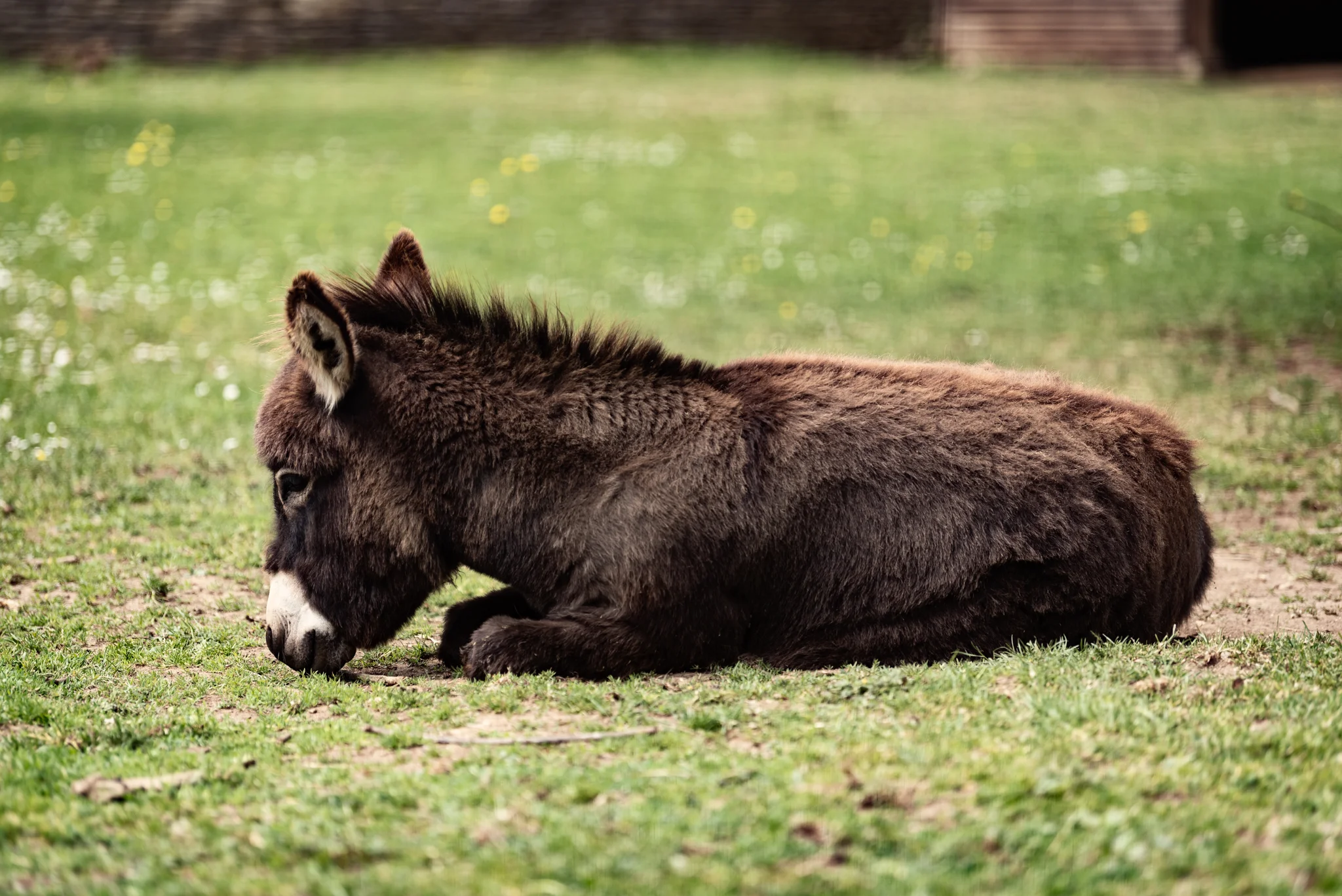 Cotswold Wildlife Park-14.jpg