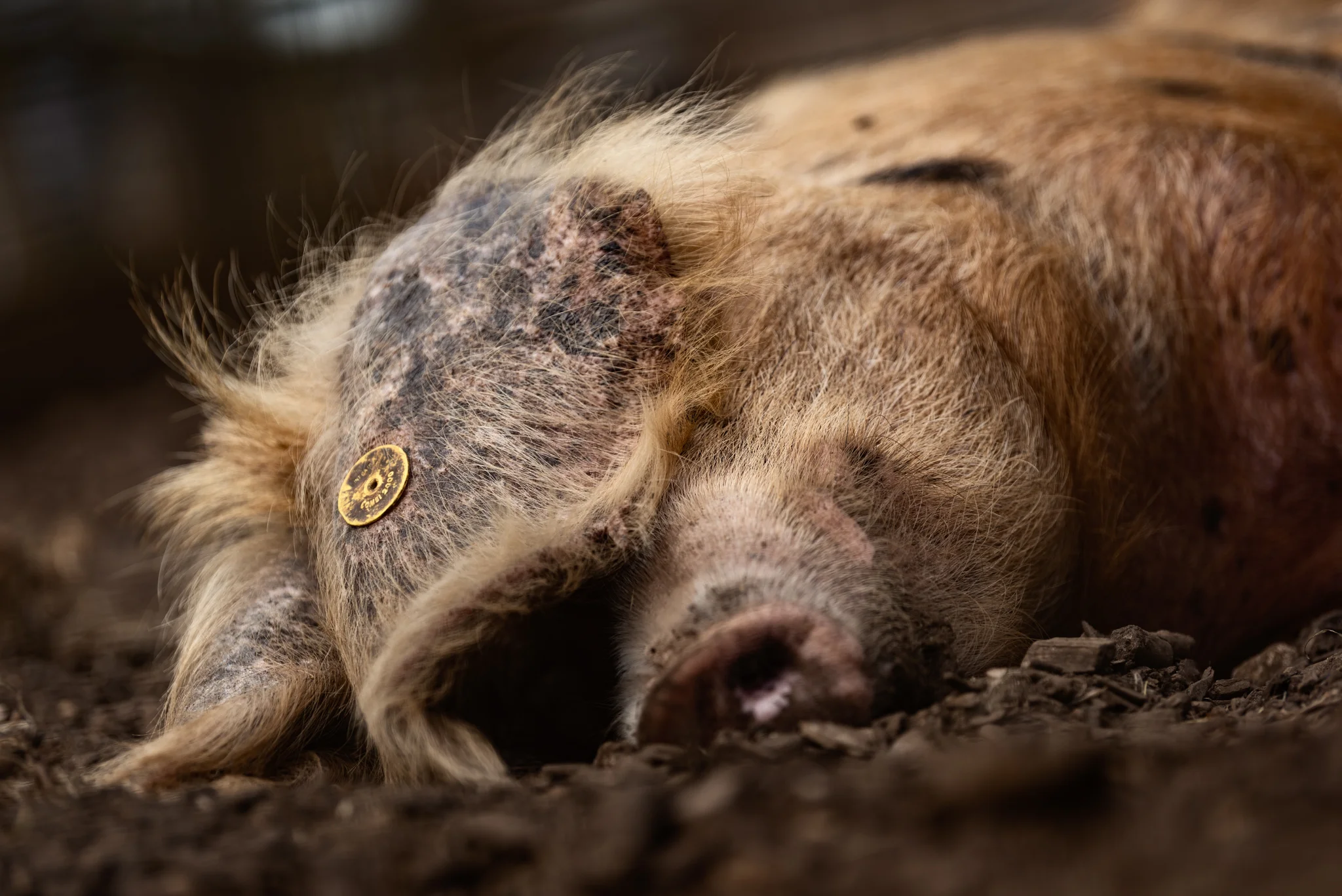 Cotswold Wildlife Park-15.jpg