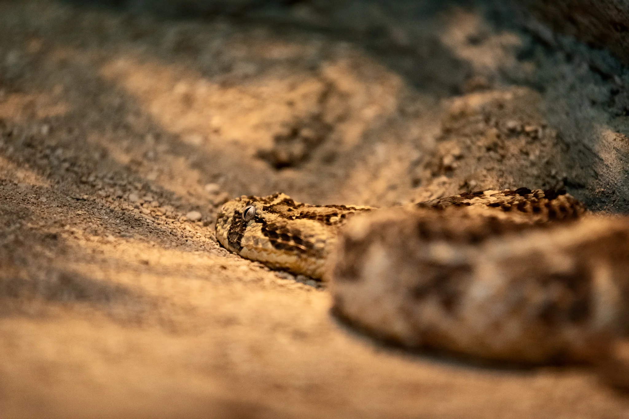 Cotswold Wildlife Park-16.jpg