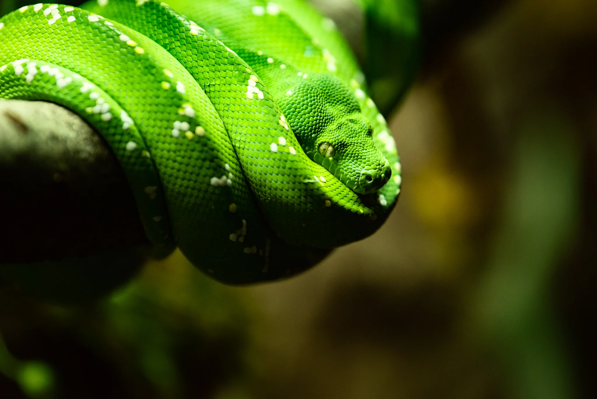 Cotswold Wildlife Park-17.jpg