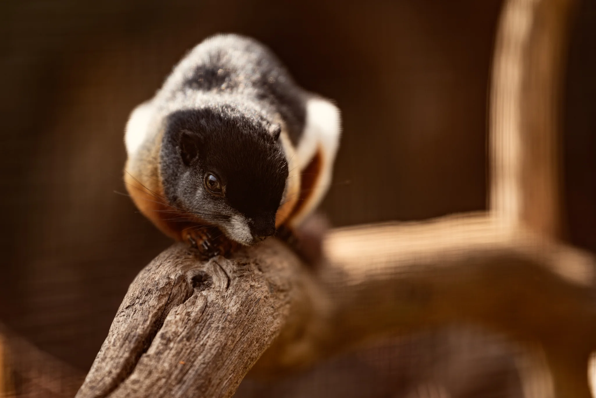 Cotswold Wildlife Park-19.jpg