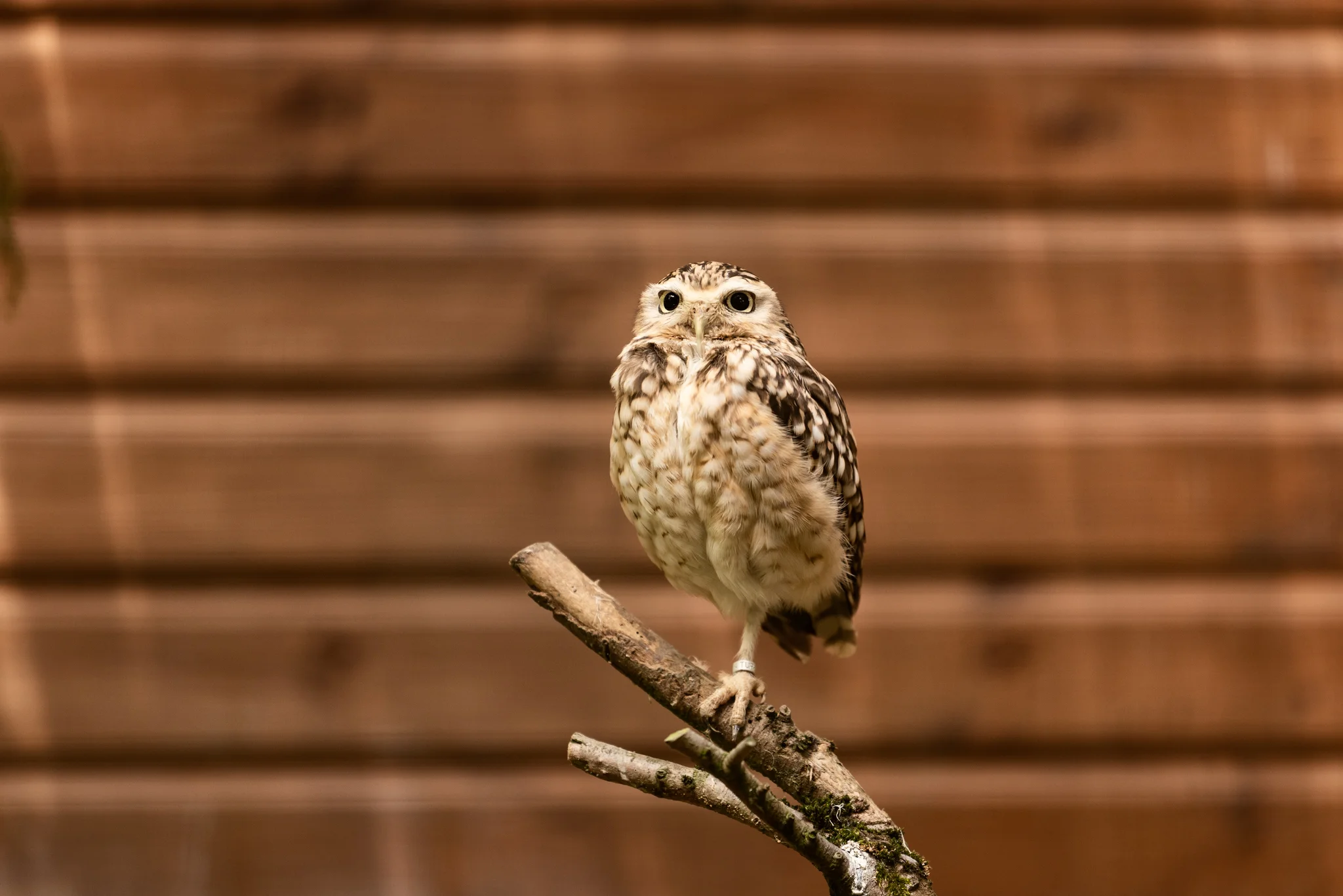 Cotswold Wildlife Park-20.jpg