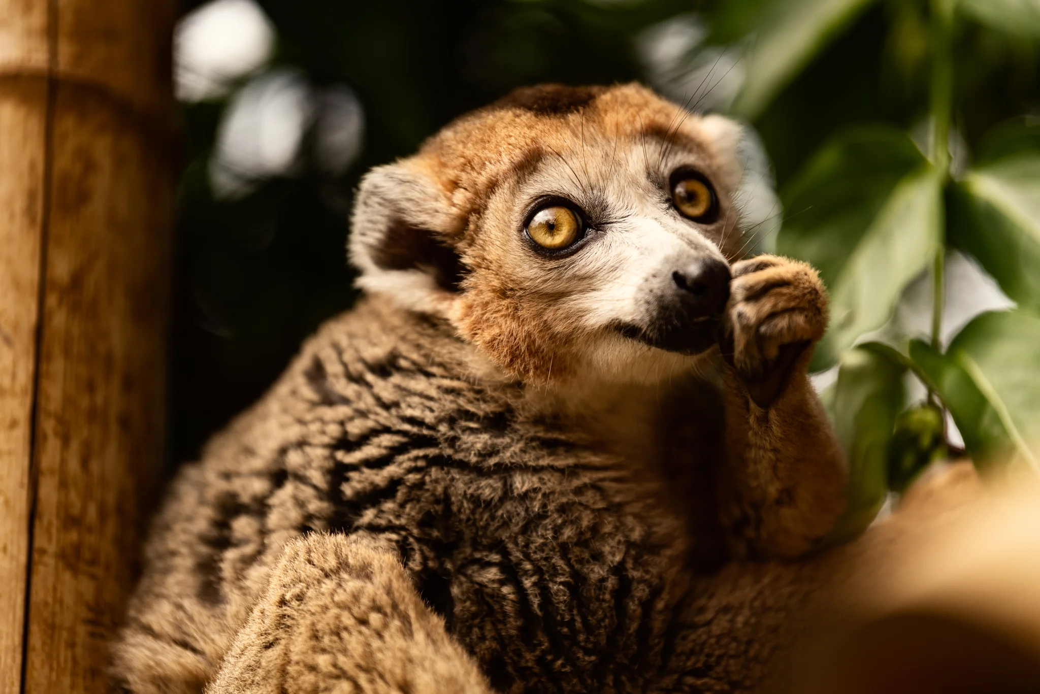 Cotswold Wildlife Park-21.jpg