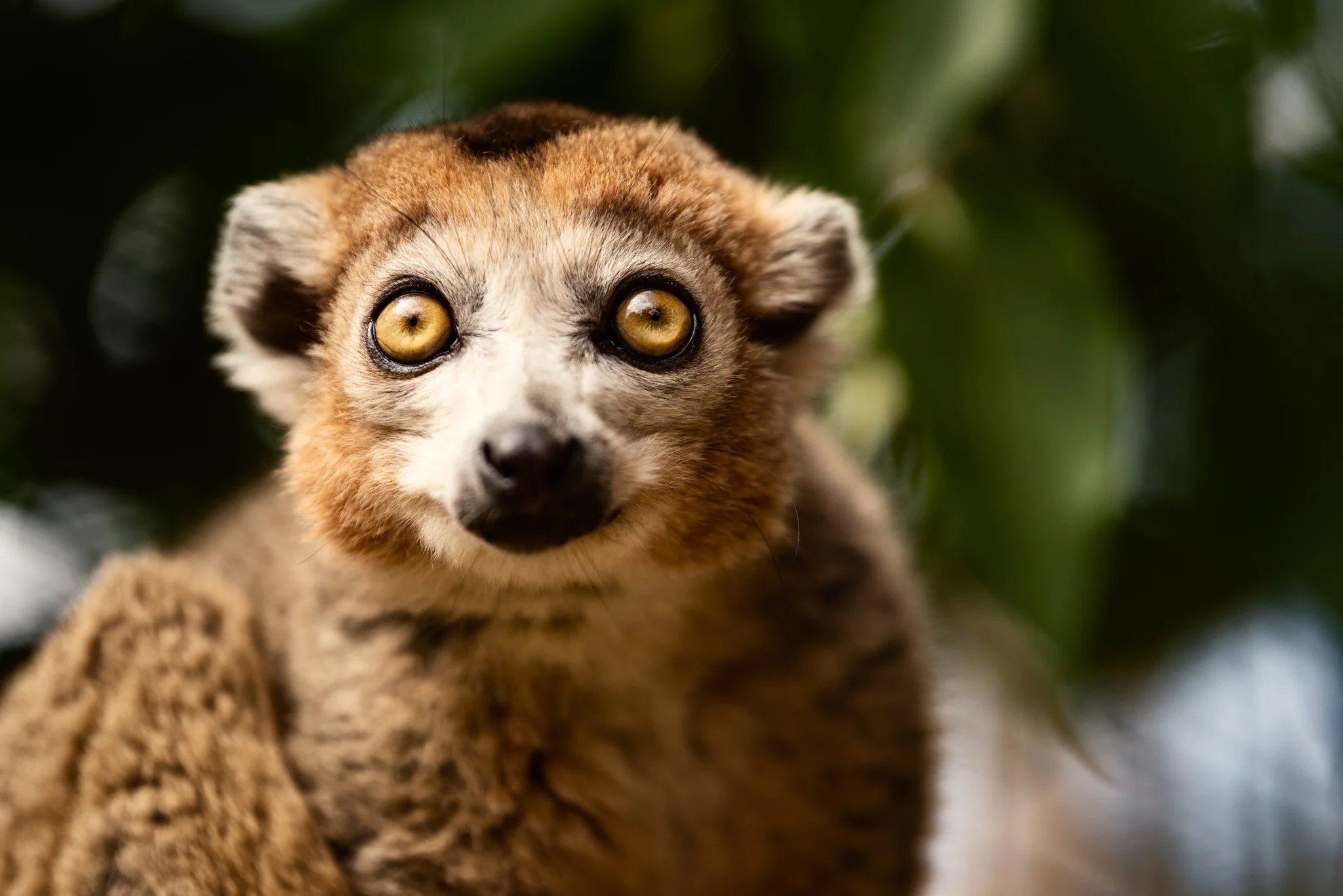 Cotswold Wildlife Park-22.jpg