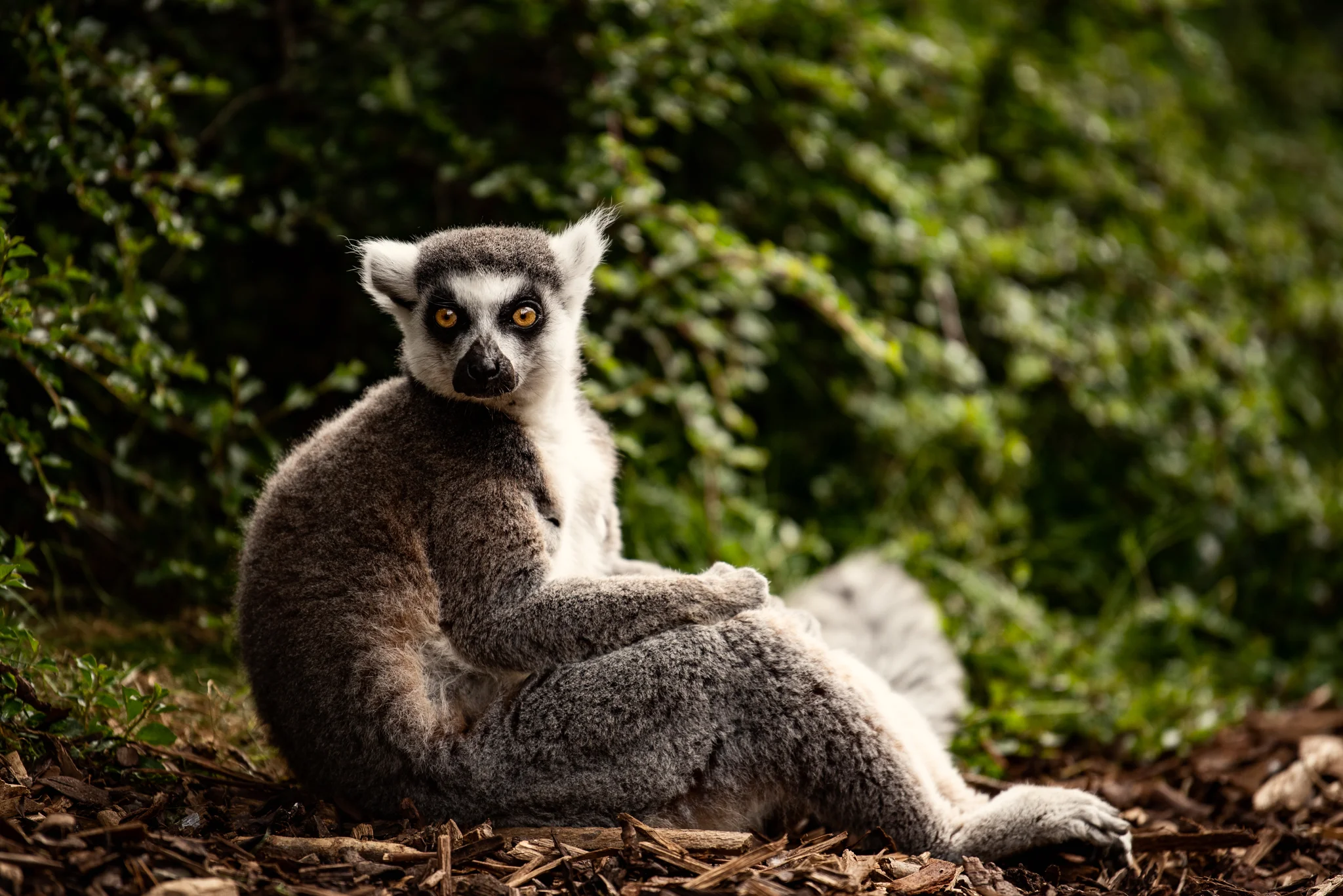 Cotswold Wildlife Park-23.jpg