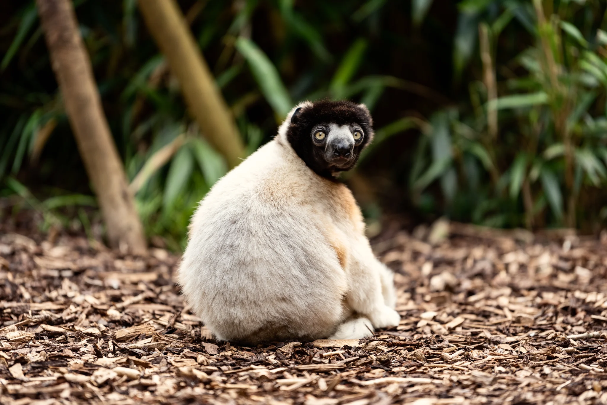 Cotswold Wildlife Park-24.jpg