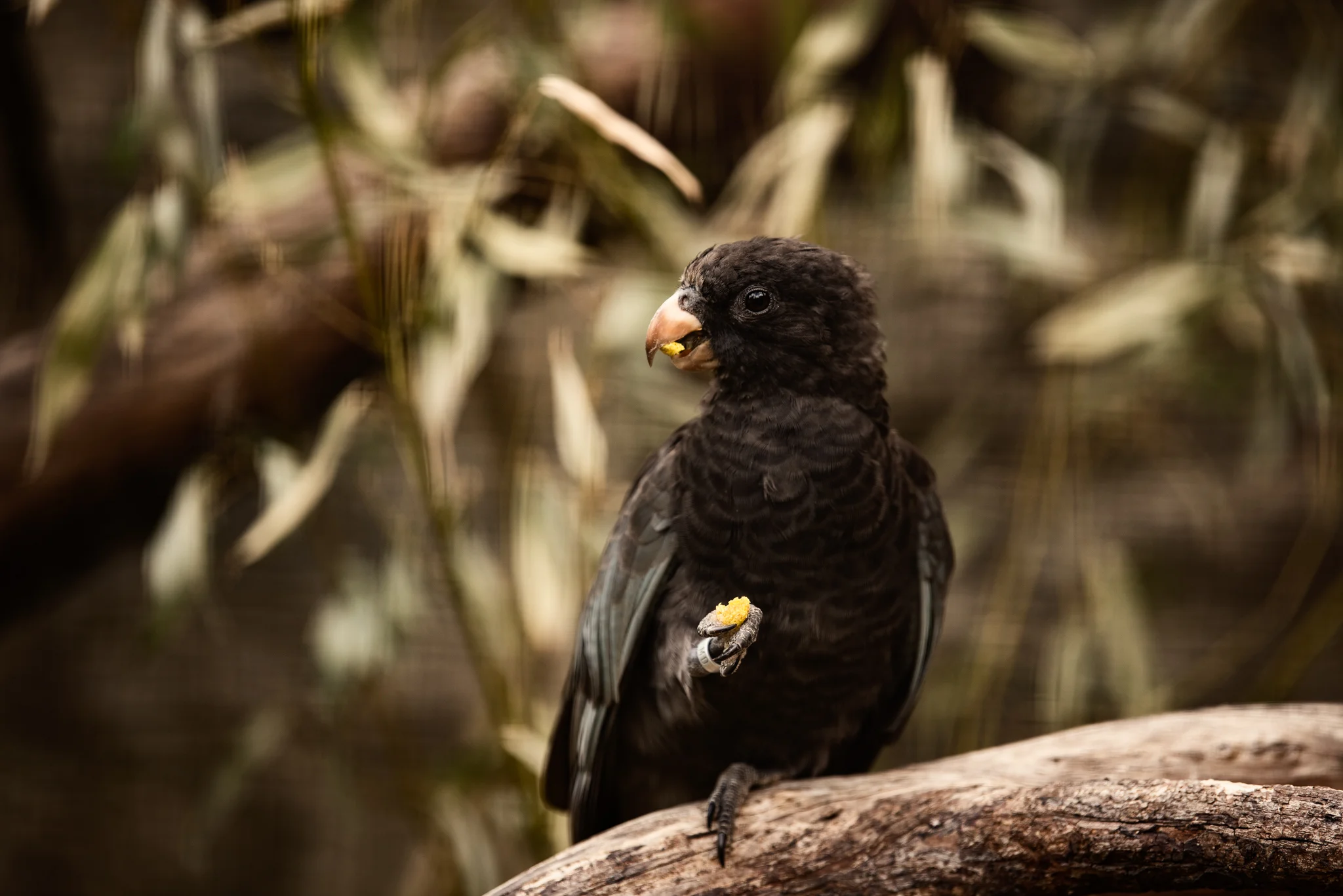 Cotswold Wildlife Park-25.jpg