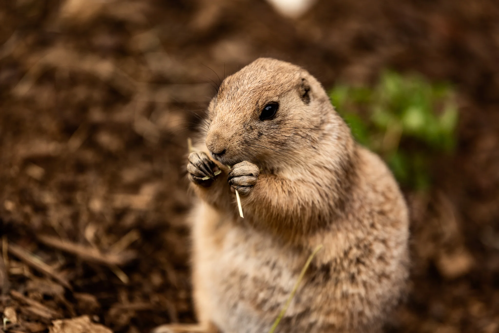 Cotswold Wildlife Park-27.jpg