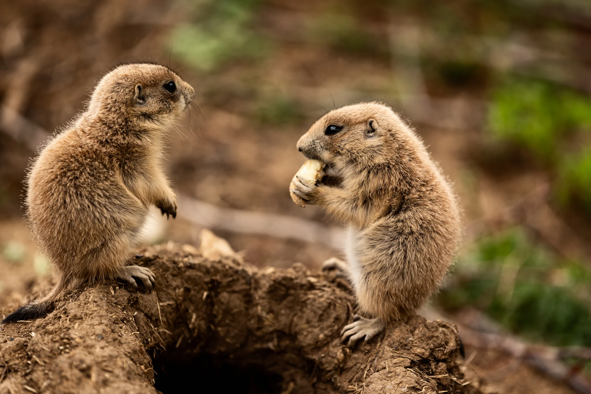 Cotswold Wildlife Park-26.jpg