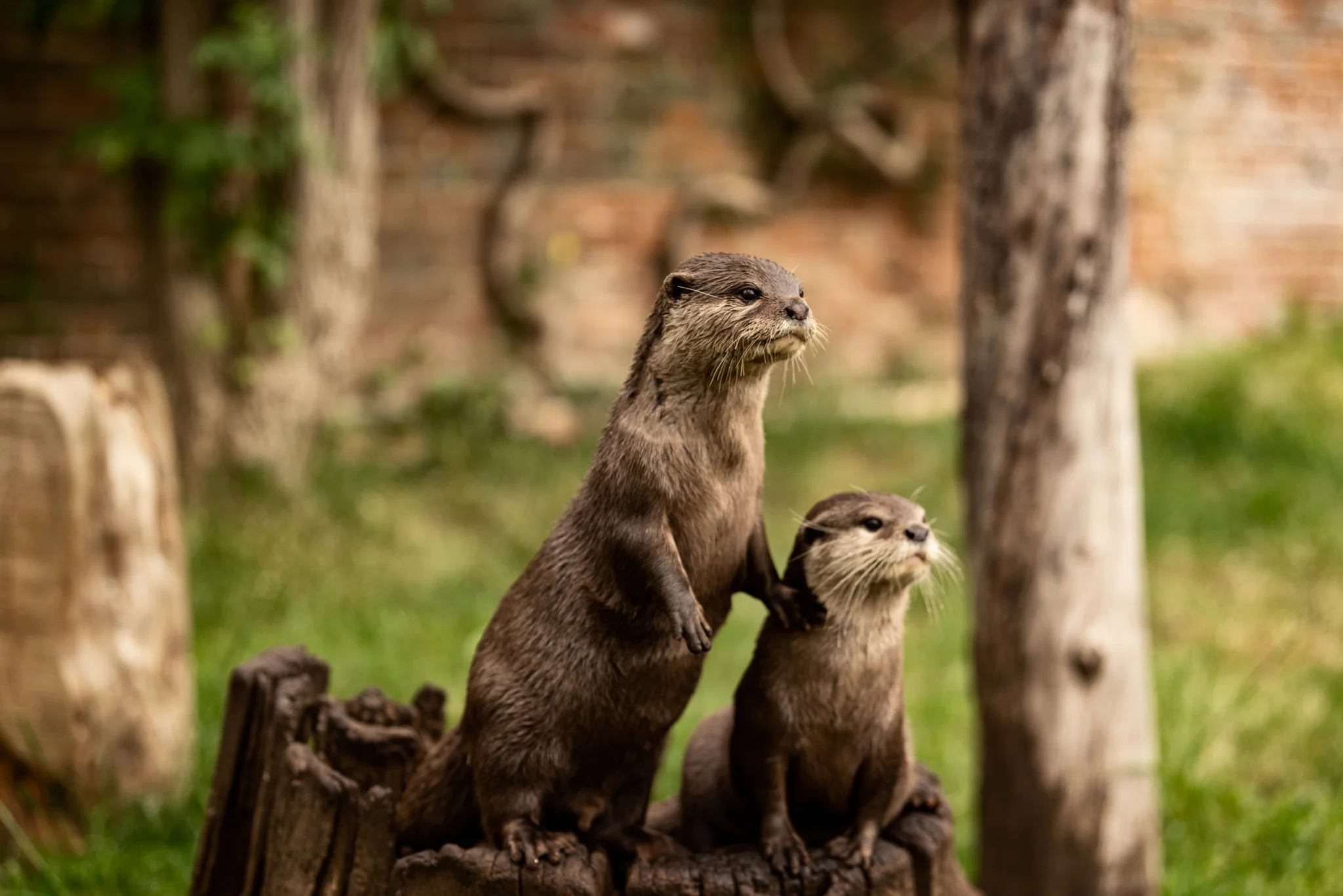 Cotswold Wildlife Park-28.jpg