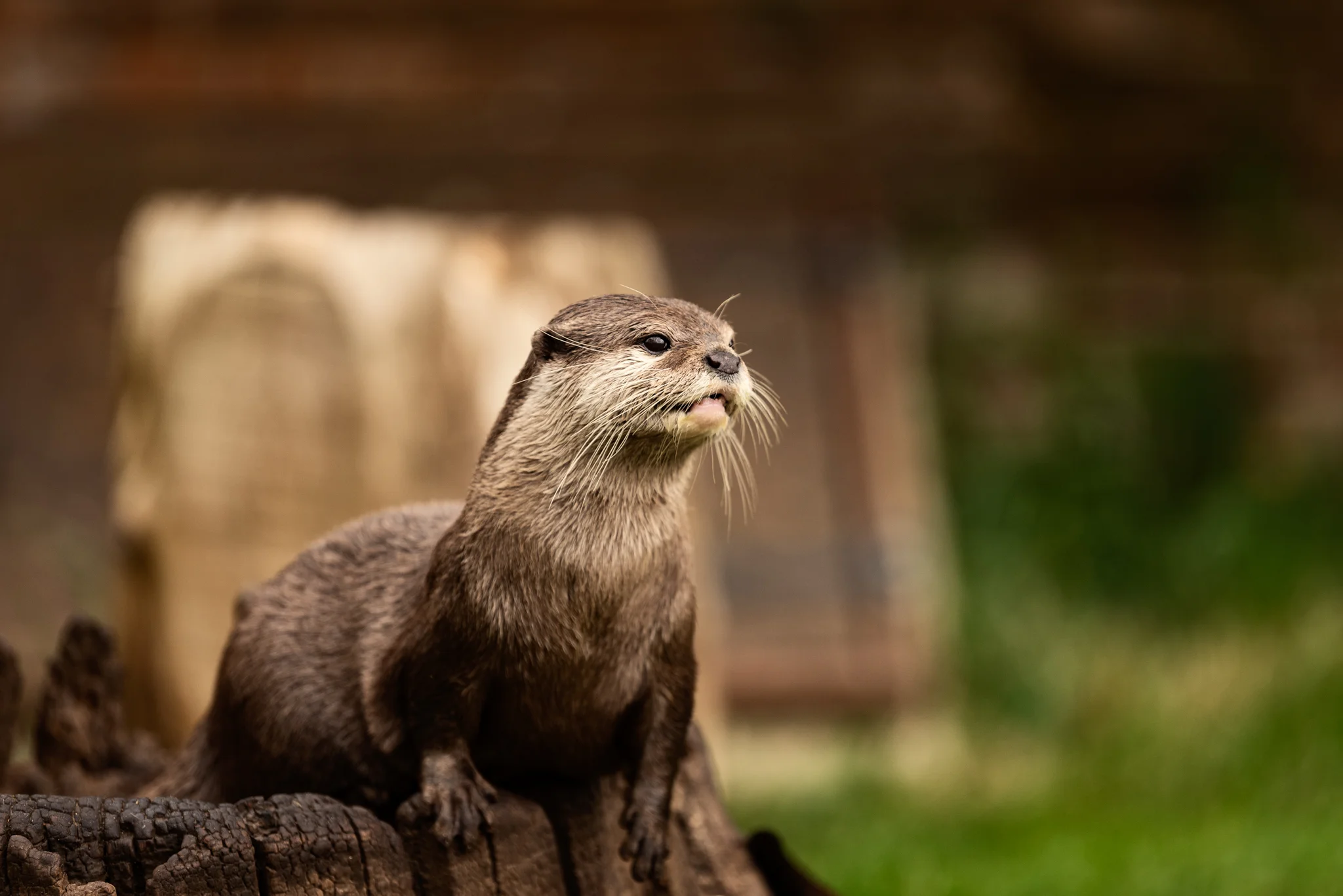 Cotswold Wildlife Park-29.jpg