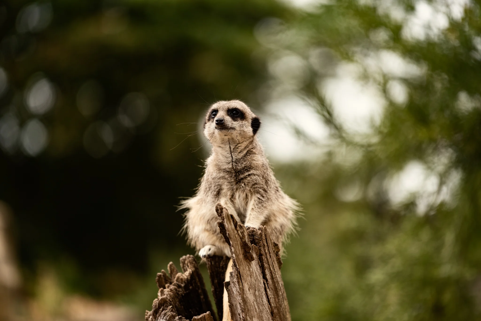 Cotswold Wildlife Park-30.jpg