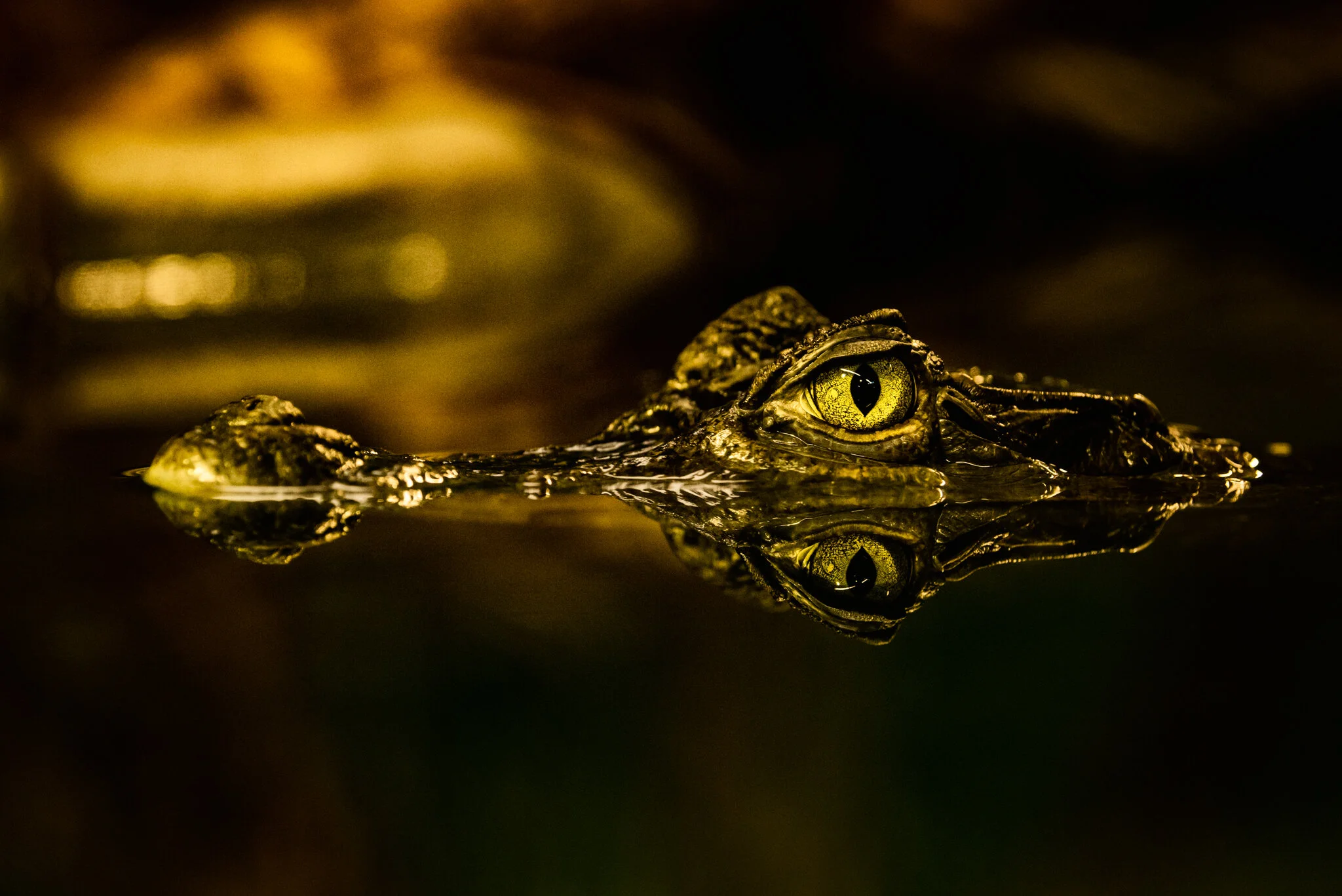 Crocodiles of the World-2.jpg