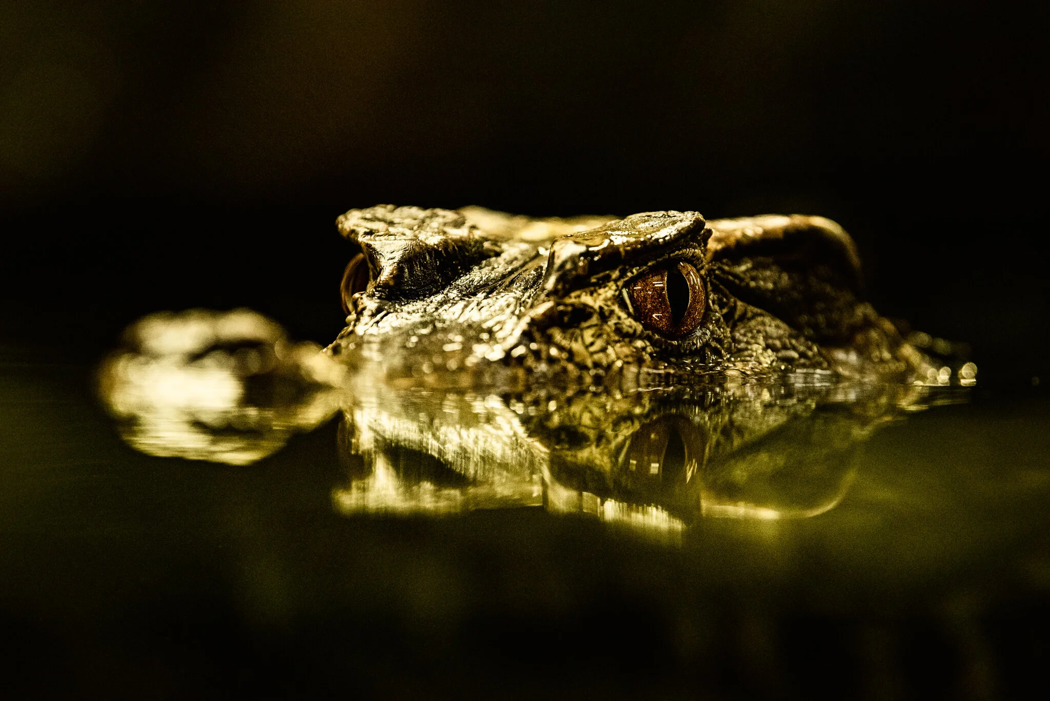 Crocodiles of the World.jpg