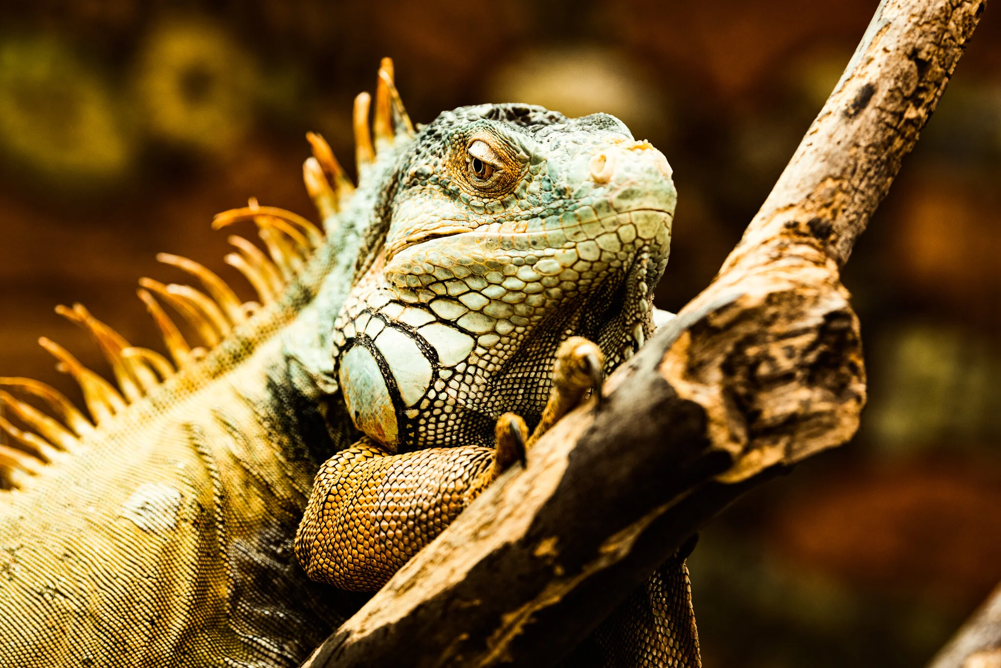 Crocodiles of the World-3.jpg