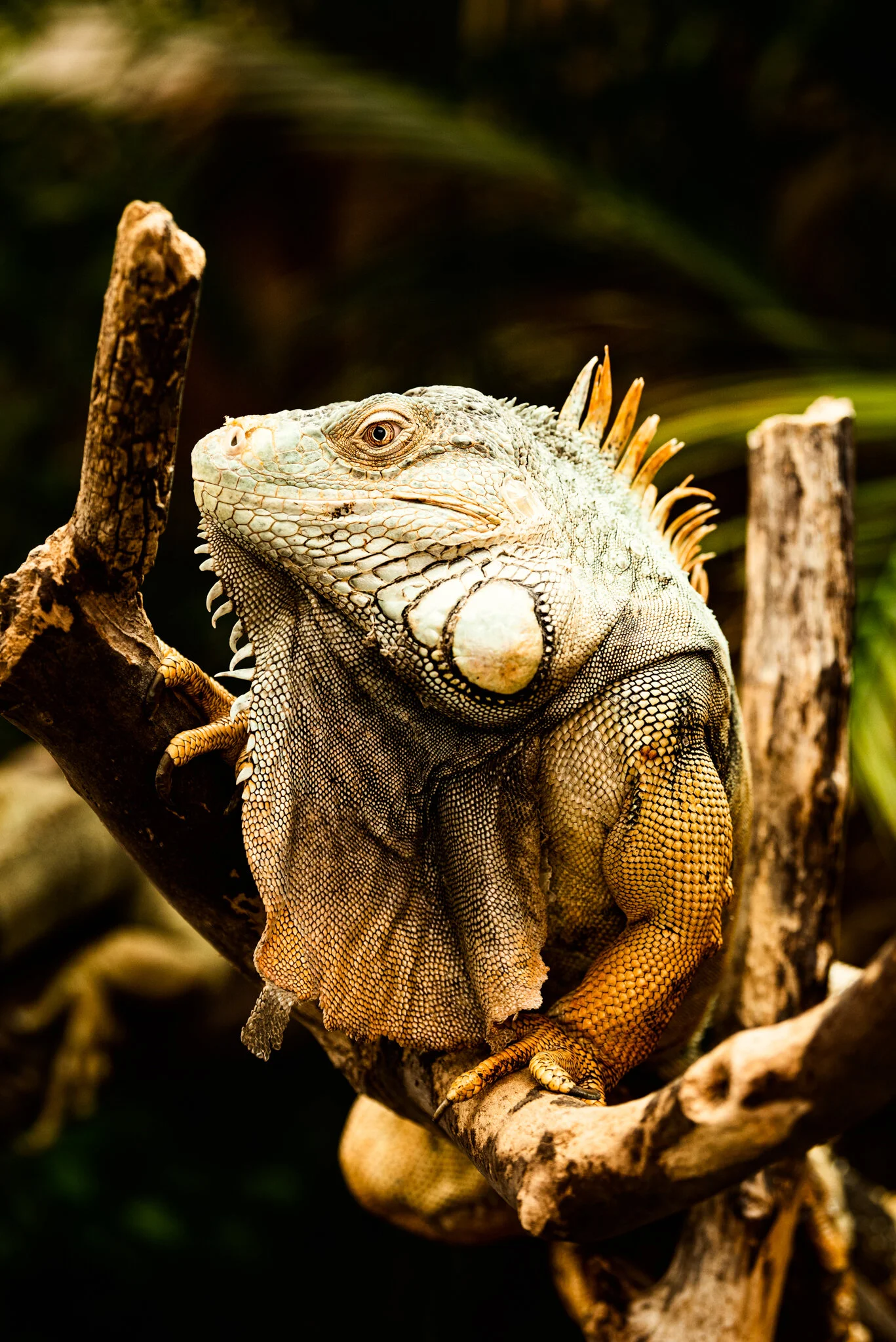 Crocodiles of the World-4.jpg