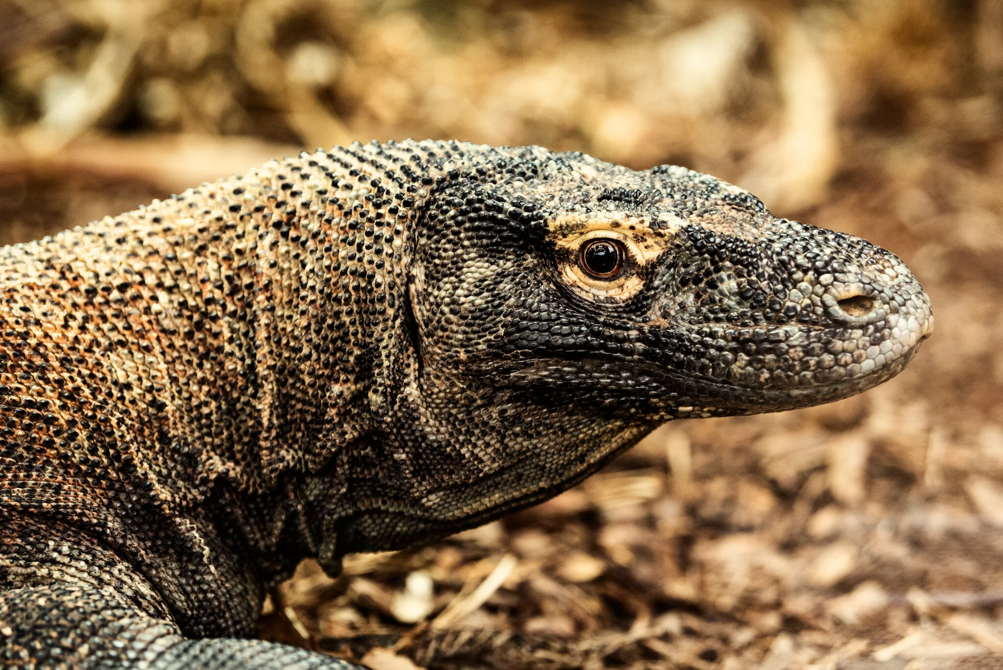 Crocodiles of the World-5.jpg