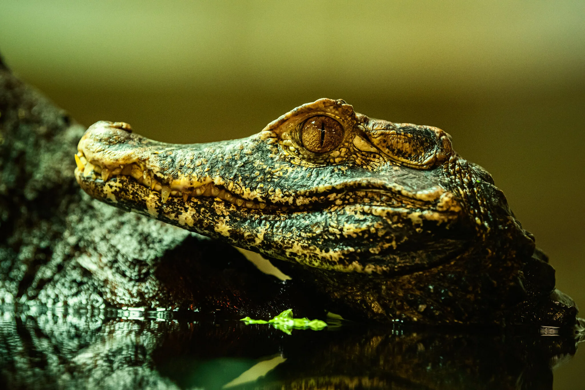 Crocodiles of the World-7.jpg