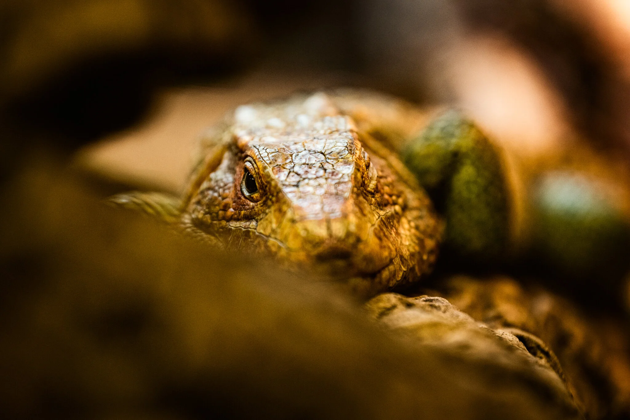 Crocodiles of the World-9.jpg