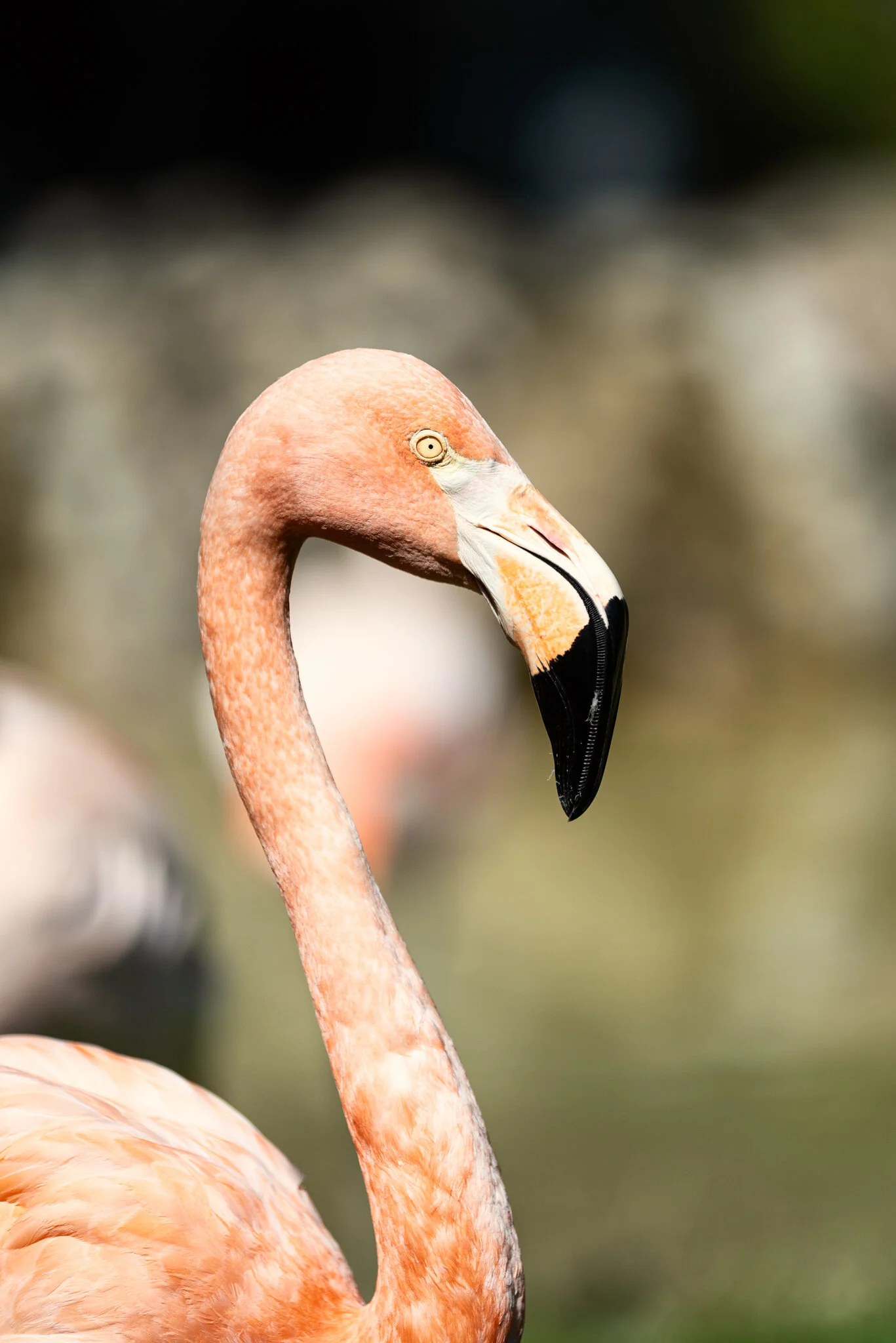 Dudley Zoo (Website).jpg