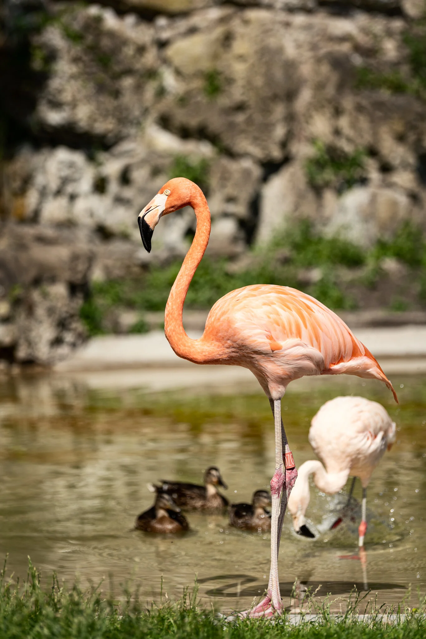 Dudley Zoo (Website)-2.jpg