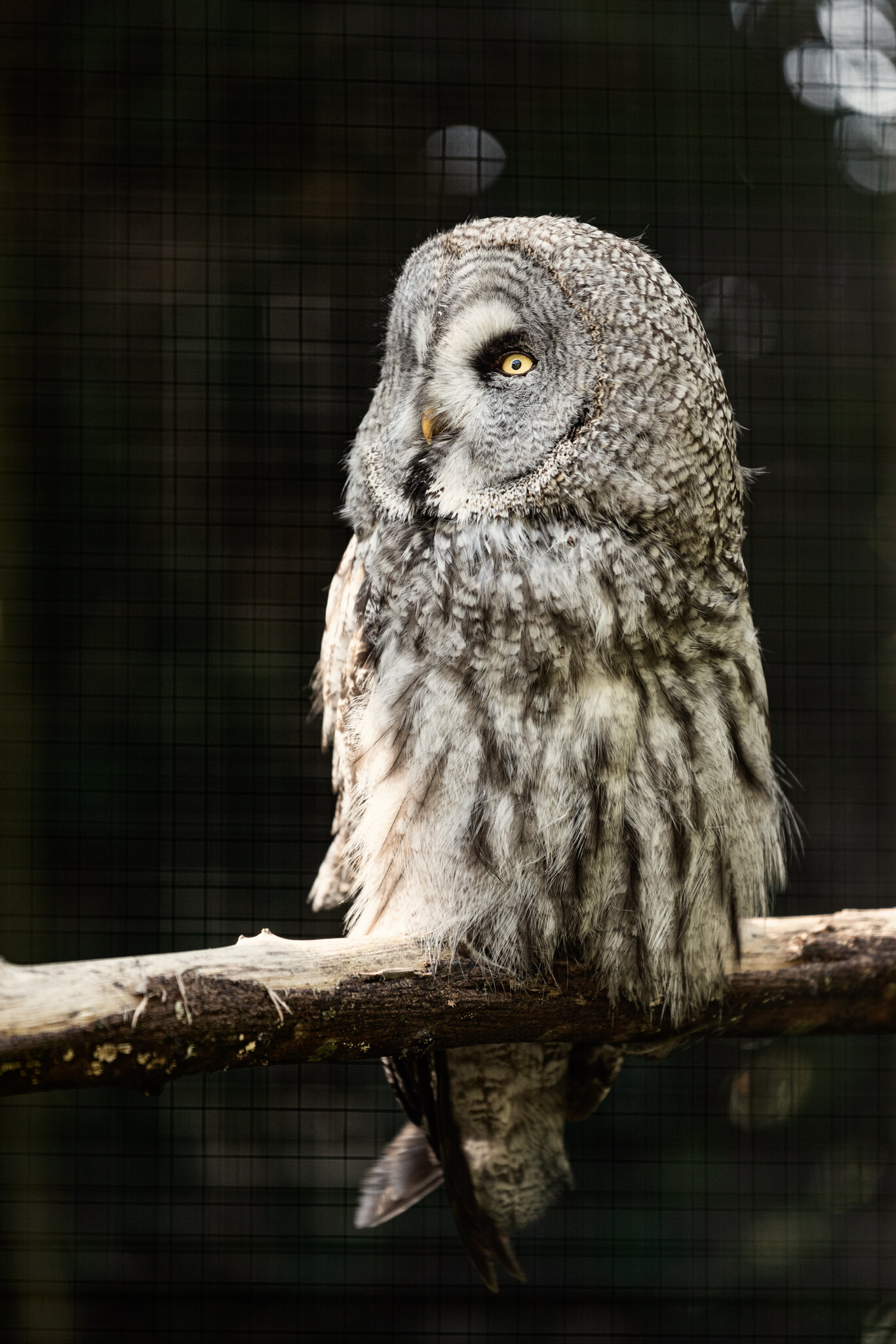 Dudley Zoo (Website)-3.jpg