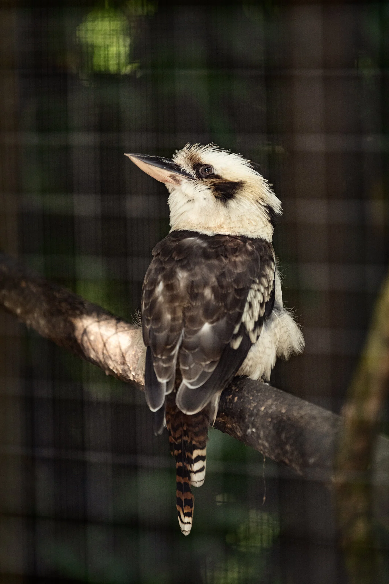 Dudley Zoo (Website)-4.jpg