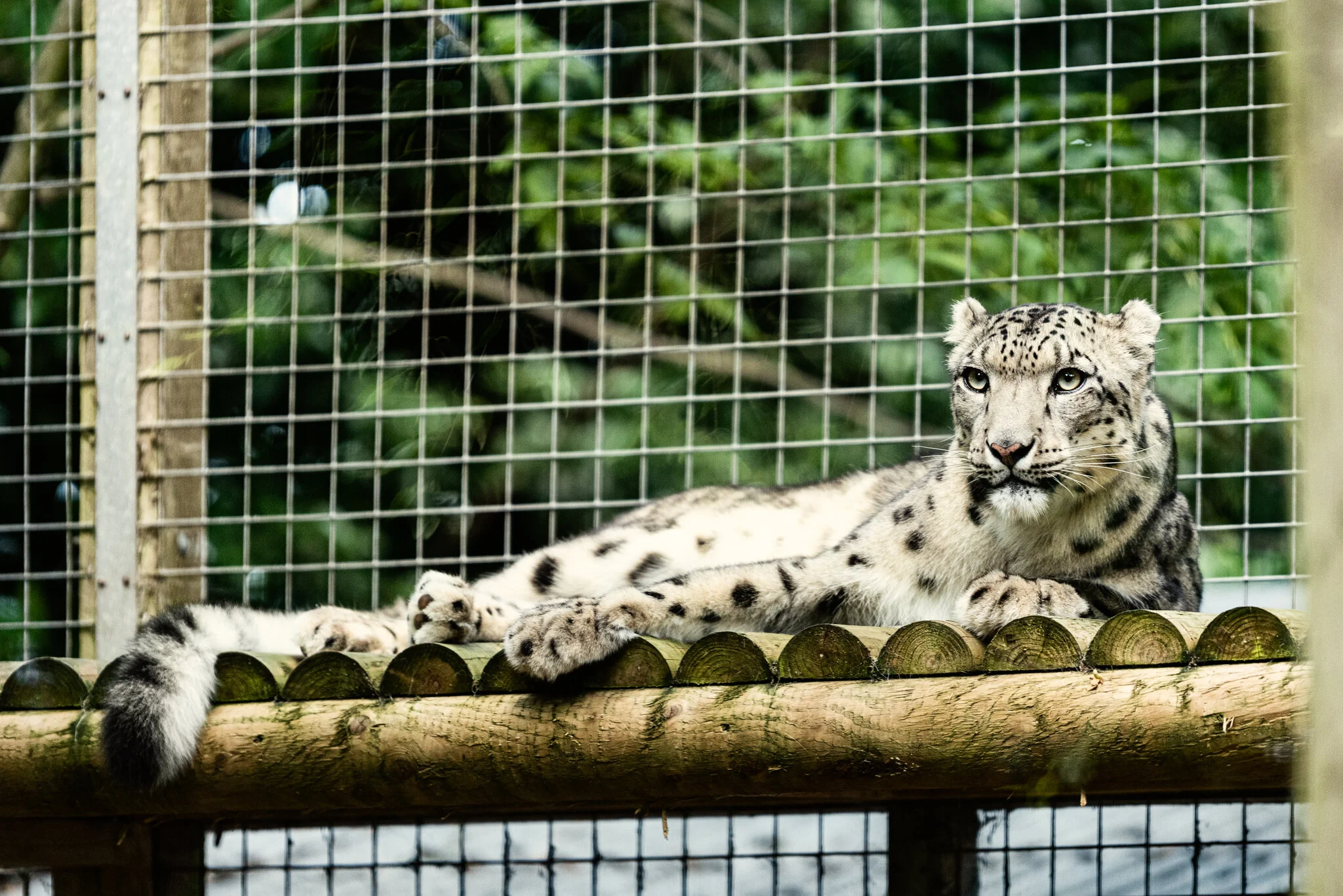 Dudley Zoo (Website)-5.jpg