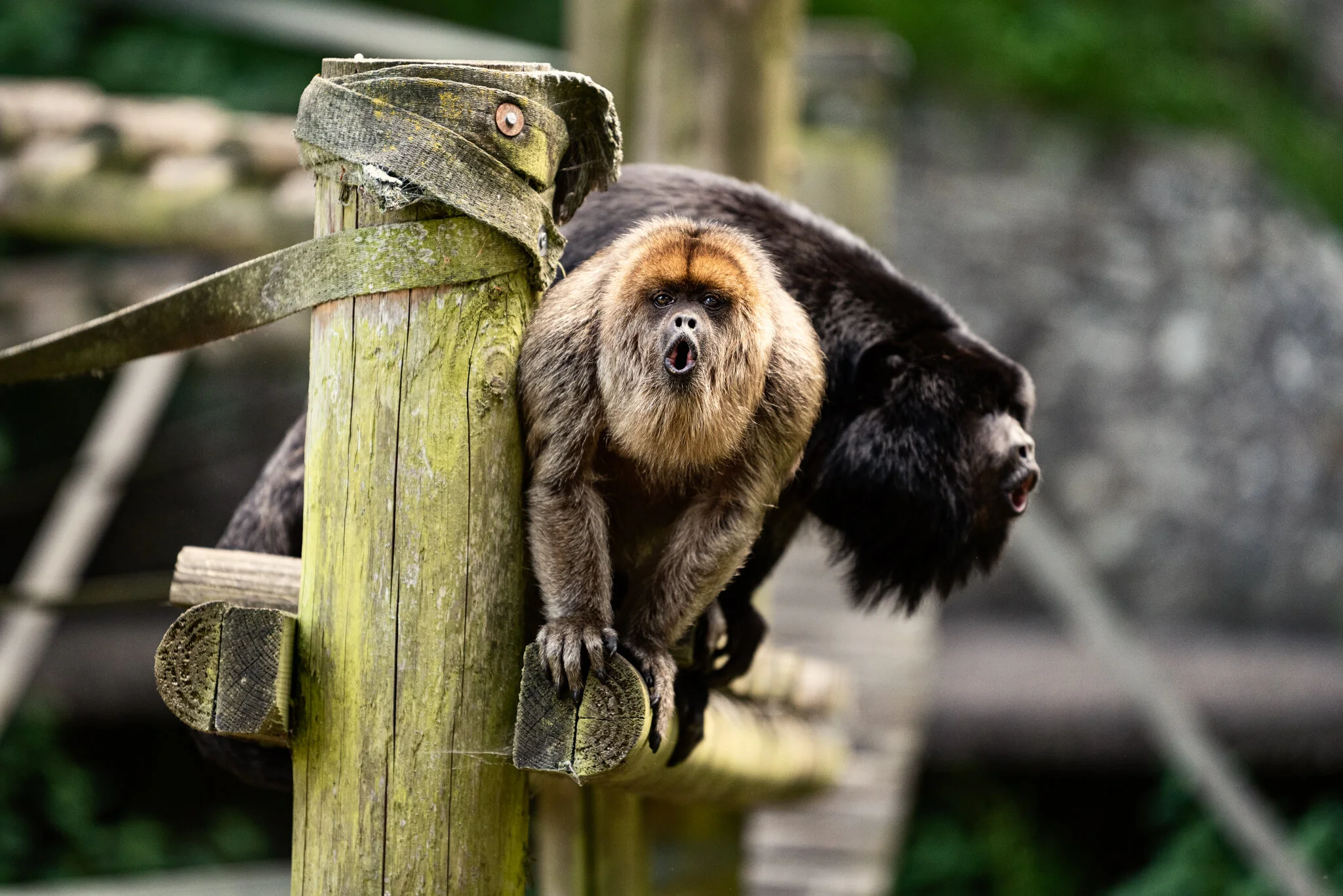 Dudley Zoo (Website)-6.jpg