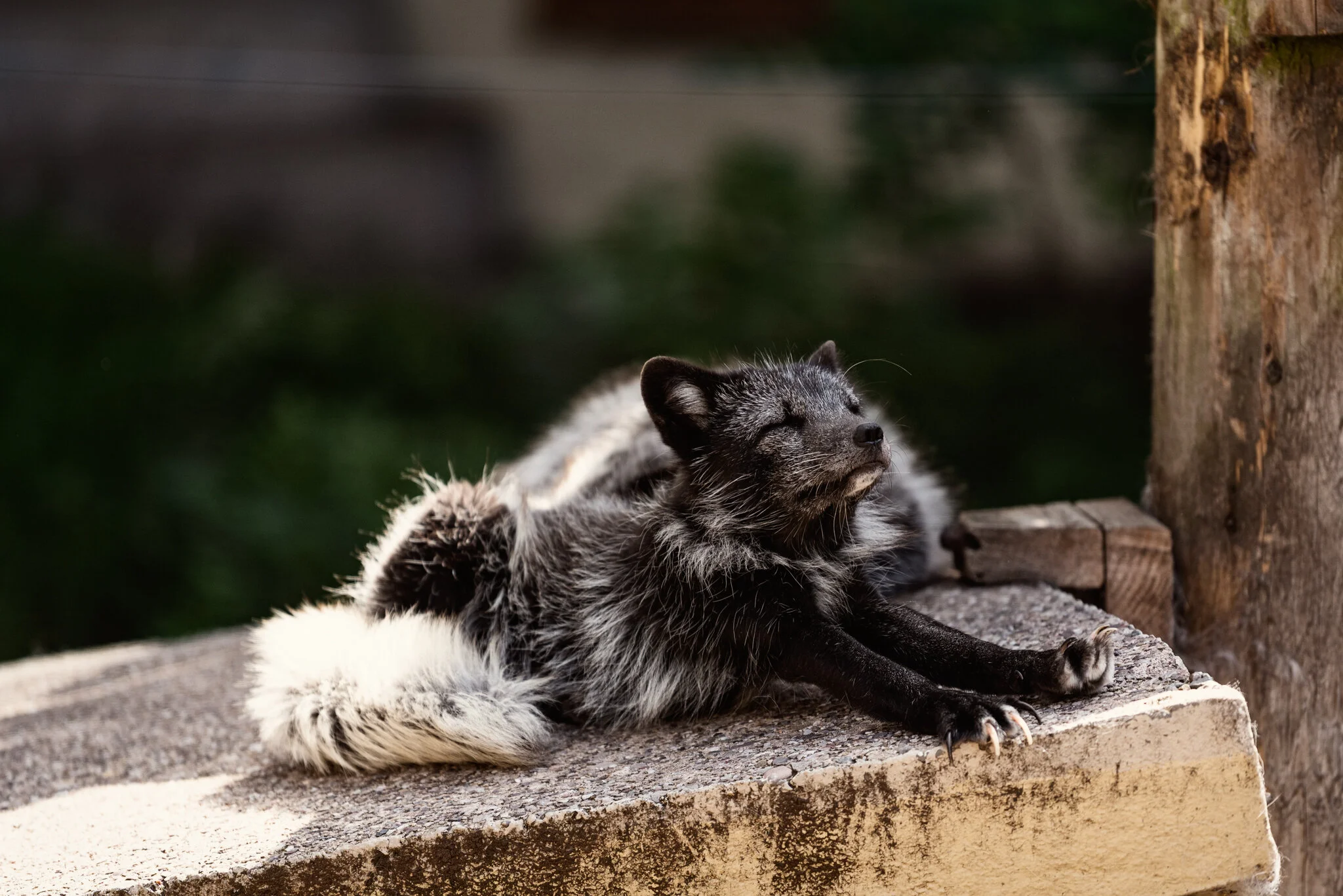 Dudley Zoo (Website)-7.jpg