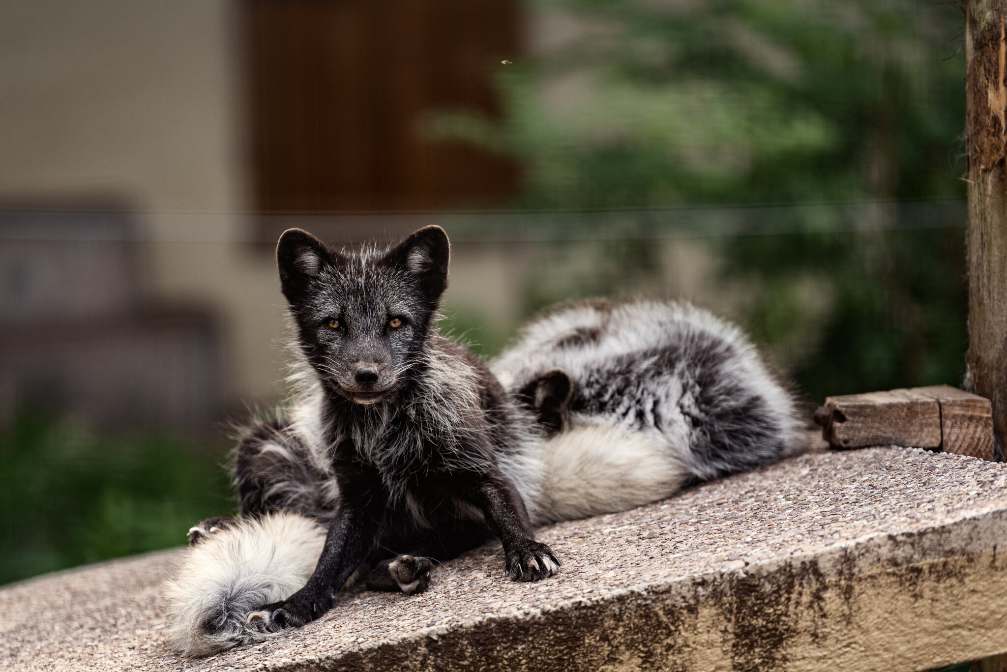 Dudley Zoo (Website)-8.jpg